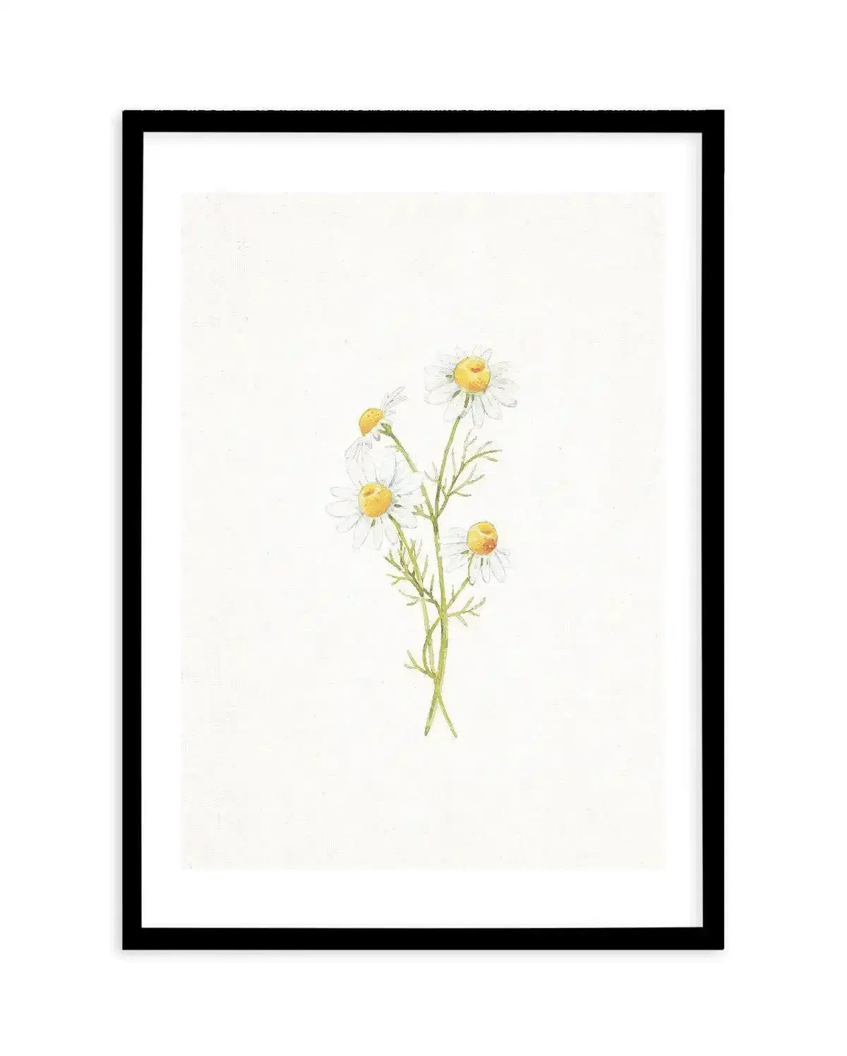 Daisies on Linen III Art Print-PRINT-Olive et Oriel-Olive et Oriel-A5 | 5.8" x 8.3" | 14.8 x 21cm-Black-With White Border-Buy-Australian-Art-Prints-Online-with-Olive-et-Oriel-Your-Artwork-Specialists-Austrailia-Decorate-With-Coastal-Photo-Wall-Art-Prints-From-Our-Beach-House-Artwork-Collection-Fine-Poster-and-Framed-Artwork
