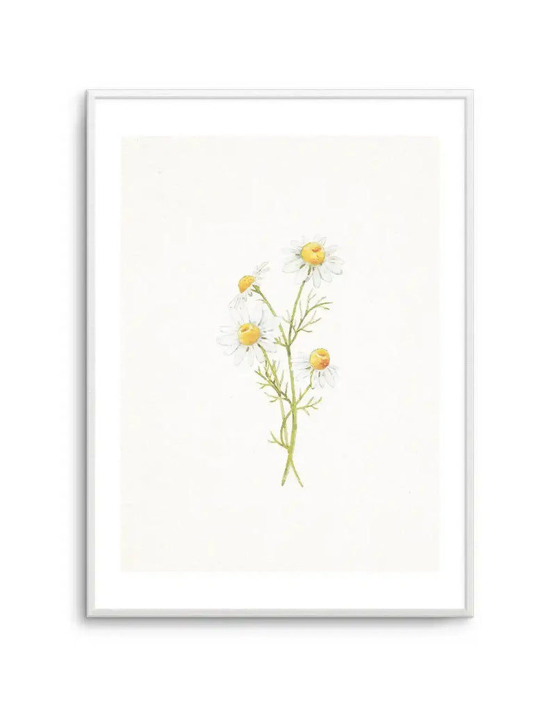 Watercolor illustration of delicate daisies with white petals and golden yellow centers on thin green stems, displayed in a white frame with white border against a cream linen background.