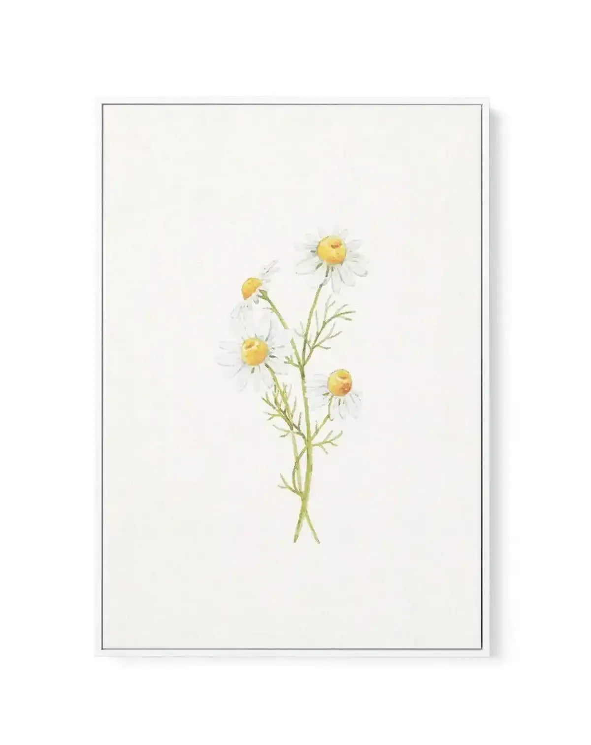 Daisies on Linen III | Framed Canvas-CANVAS-You can shop wall art online with Olive et Oriel for everything from abstract art to fun kids wall art. Our beautiful modern art prints and canvas art are available from large canvas prints to wall art paintings and our proudly Australian artwork collection offers only the highest quality framed large wall art and canvas art Australia - You can buy fashion photography prints or Hampton print posters and paintings on canvas from Olive et Oriel and have 