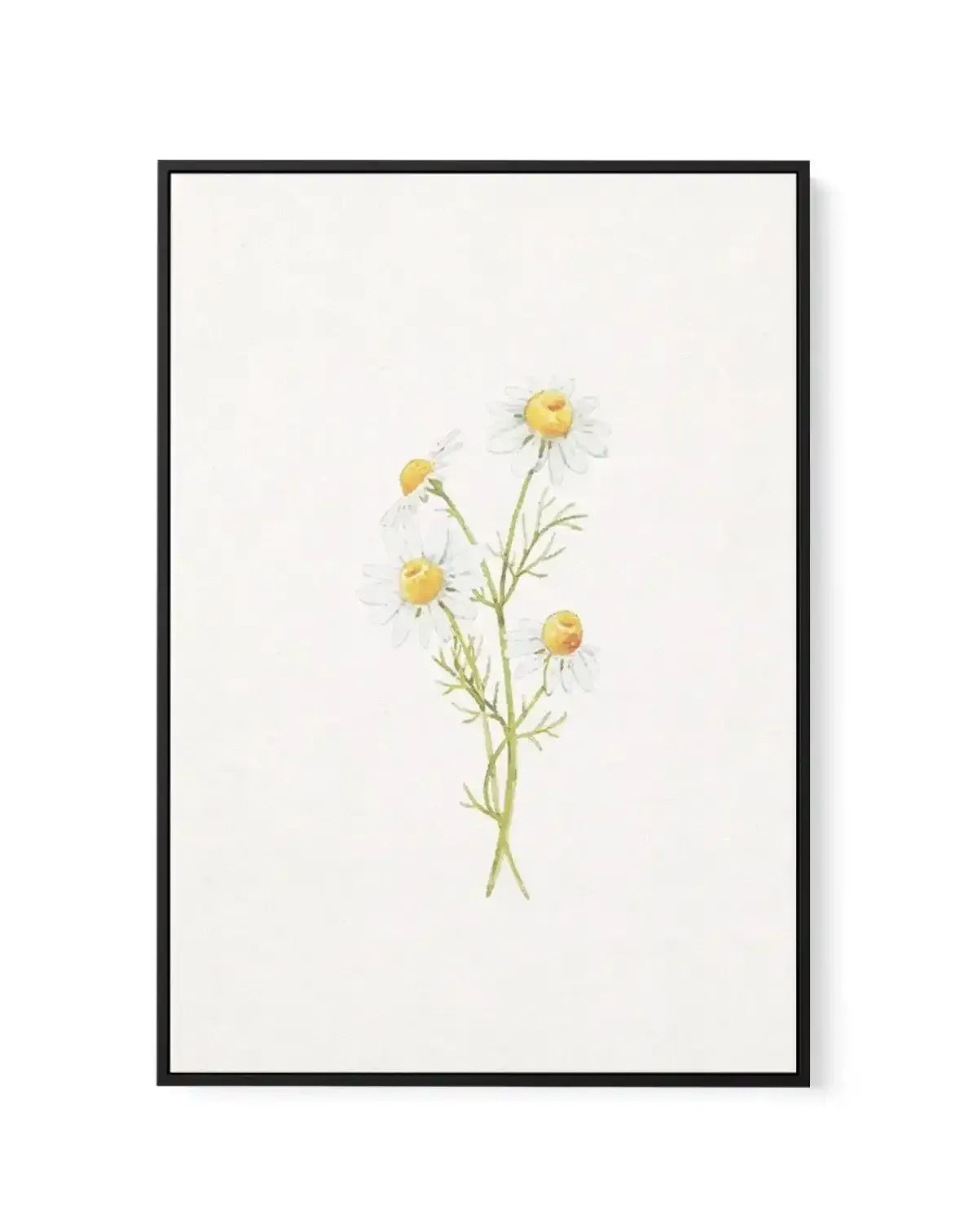 Daisies on Linen III | Framed Canvas-CANVAS-You can shop wall art online with Olive et Oriel for everything from abstract art to fun kids wall art. Our beautiful modern art prints and canvas art are available from large canvas prints to wall art paintings and our proudly Australian artwork collection offers only the highest quality framed large wall art and canvas art Australia - You can buy fashion photography prints or Hampton print posters and paintings on canvas from Olive et Oriel and have 