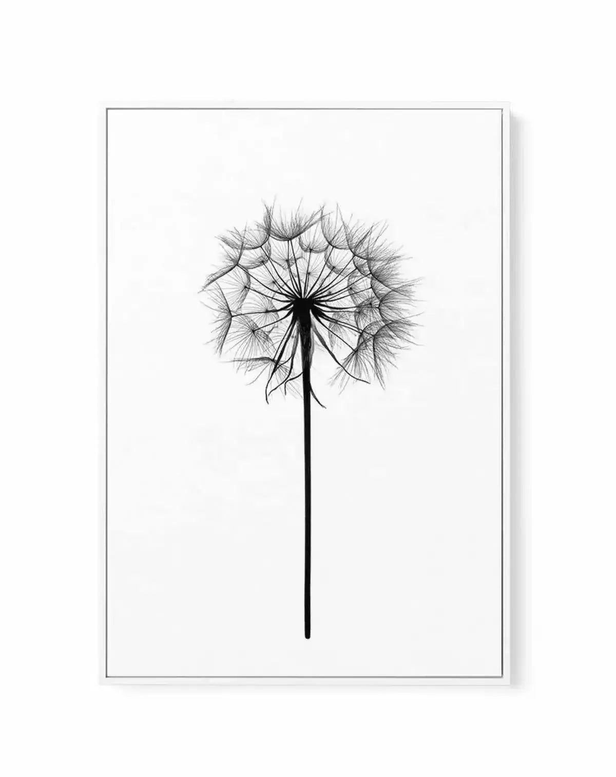 Dandelion | Framed Canvas-CANVAS-You can shop wall art online with Olive et Oriel for everything from abstract art to fun kids wall art. Our beautiful modern art prints and canvas art are available from large canvas prints to wall art paintings and our proudly Australian artwork collection offers only the highest quality framed large wall art and canvas art Australia - You can buy fashion photography prints or Hampton print posters and paintings on canvas from Olive et Oriel and have them delive