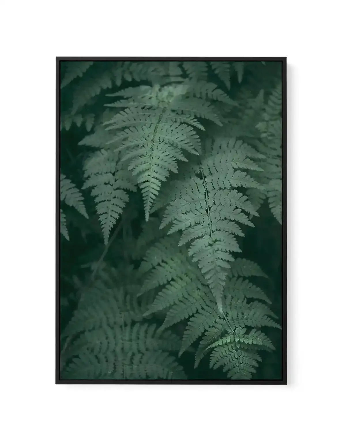Dark Green Ferns | Framed Canvas-CANVAS-You can shop wall art online with Olive et Oriel for everything from abstract art to fun kids wall art. Our beautiful modern art prints and canvas art are available from large canvas prints to wall art paintings and our proudly Australian artwork collection offers only the highest quality framed large wall art and canvas art Australia - You can buy fashion photography prints or Hampton print posters and paintings on canvas from Olive et Oriel and have them