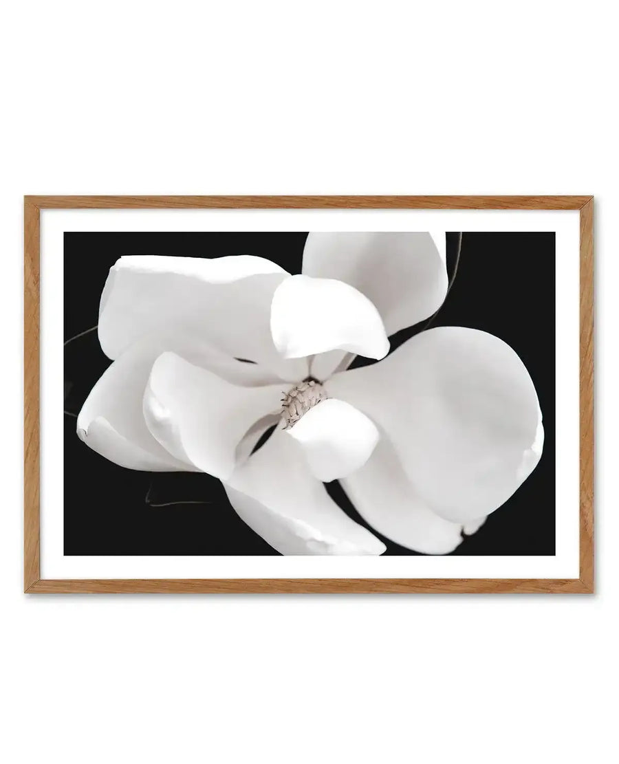 Framed art print of two white magnolia flowers with layered petals against a black background. The flowers are photographed in soft focus with delicate details of the stamens visible in the center. Light gray tones create depth and dimension in the petals. The print is displayed in a natural wood frame with a white border.