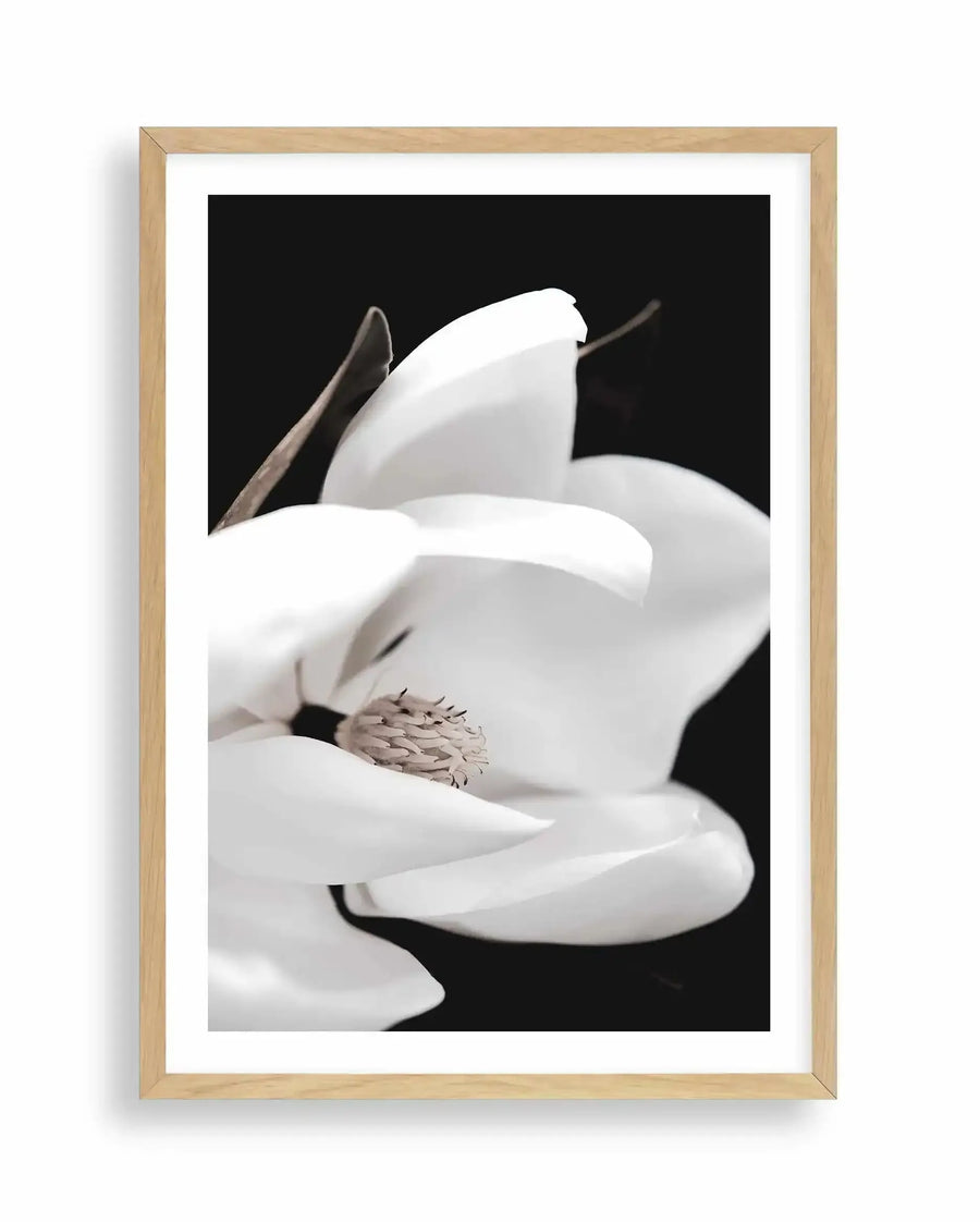 Framed art print titled "Dark Magnolia I" featuring a close-up photograph of white magnolia petals against a black background. The composition shows delicate, curved petals with soft gray tones and fine textural details, along with a brown stem and subtle stamens visible in the center. The photographic image is mounted in a natural wood frame with a white border.
