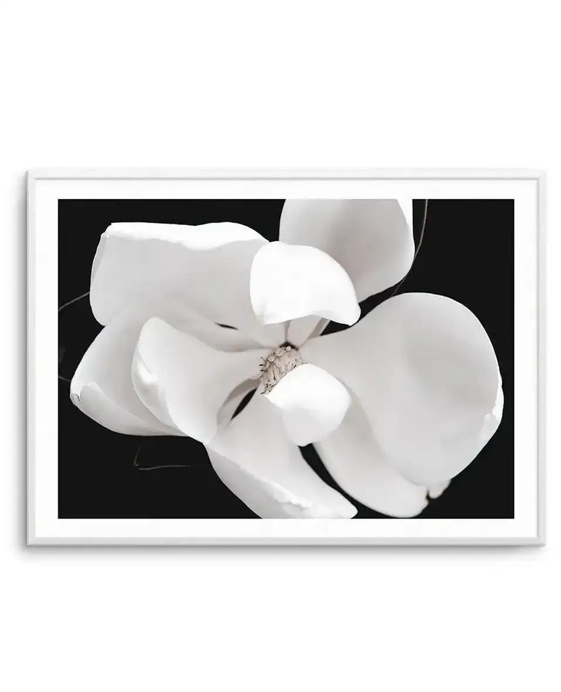 Framed art print featuring a close-up photograph of white magnolia blossoms against a black background. The delicate petals are rendered in soft white and cream tones with subtle gray shadows that emphasize their layered, organic texture. A detailed stamen with brownish stamens is visible at the center where petals overlap. The composition captures the flowers in sharp focus with a shallow depth of field. The print is displayed in a silver-toned frame with a white border.