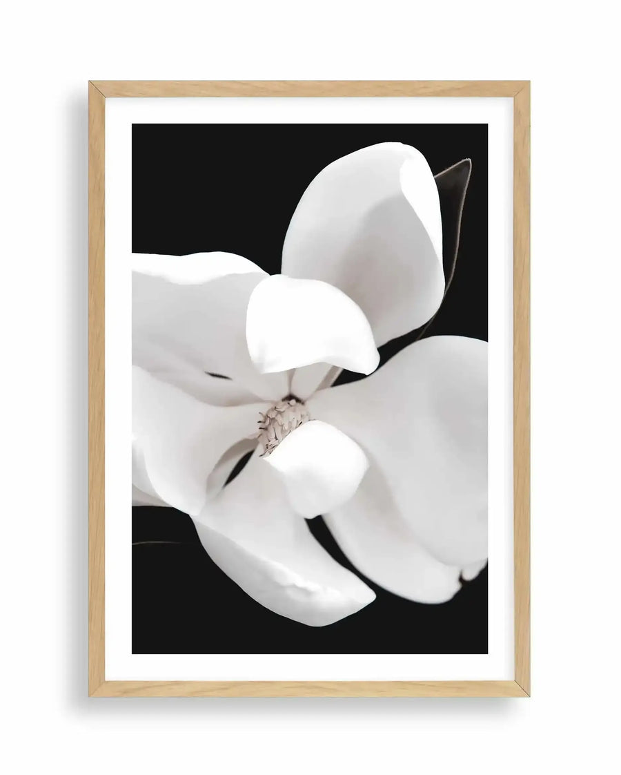 Framed art print featuring a close-up photograph of white magnolia petals against a black background. The composition shows four large, smooth petals with soft, rounded edges arranged around a textured central stamen in warm taupe tones. The petals have subtle gradations of white and grey, creating dimension and depth. The photograph has a high-contrast, minimalist aesthetic. The print is mounted in a natural light wood frame with a white border.
