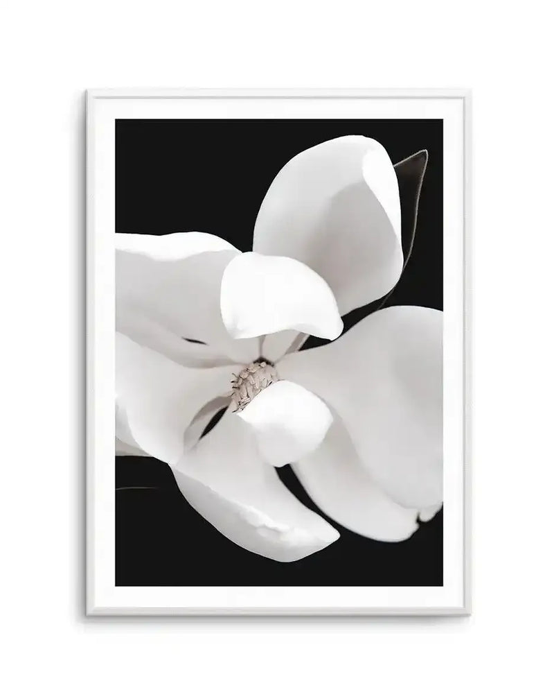 Dark Magnolia II art print in white frame with white border. Close-up photograph of white magnolia flower petals against black background. Large curved petals in creamy white create soft, organic shapes. Brown stamens visible at flower center. Petals overlap and curl naturally, creating depth and dimension. High contrast between pure white blooms and deep black background emphasizes delicate flower form. Minimalist, elegant composition. Framed print displayed on white wall.