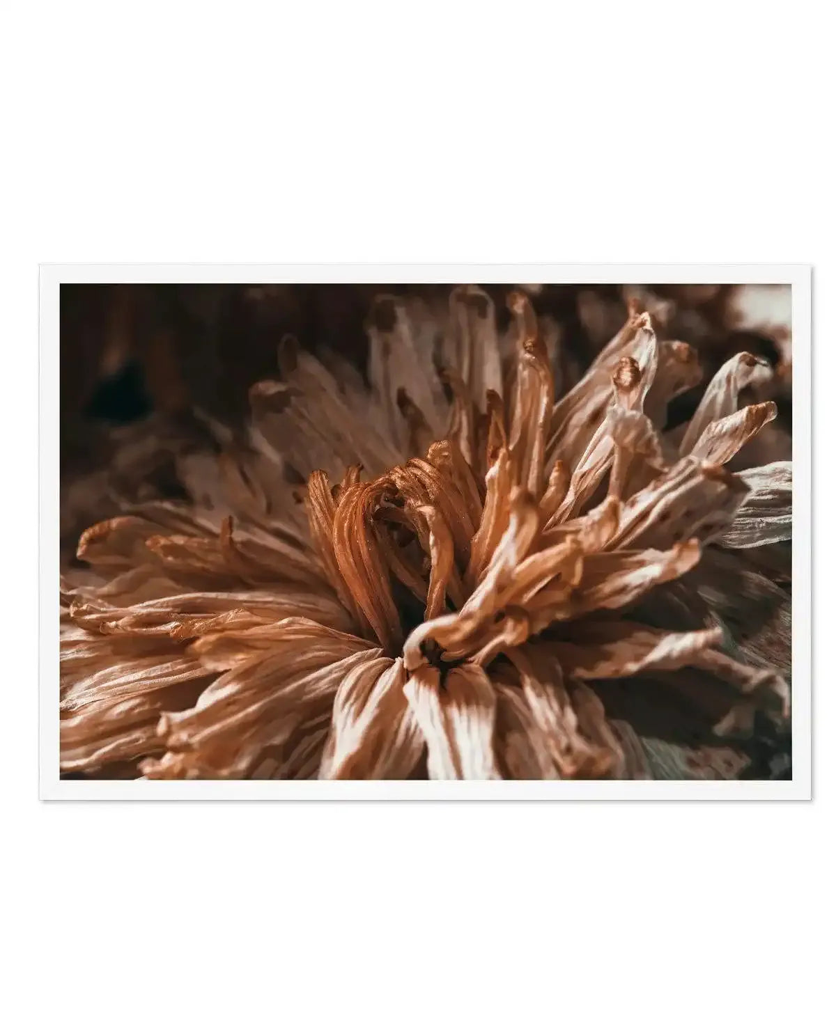 Dried Botanical Art Print-PRINT-Olive et Oriel-Olive et Oriel-A5 | 5.8" x 8.3" | 14.8 x 21cm-White-With White Border-Buy-Australian-Art-Prints-Online-with-Olive-et-Oriel-Your-Artwork-Specialists-Austrailia-Decorate-With-Coastal-Photo-Wall-Art-Prints-From-Our-Beach-House-Artwork-Collection-Fine-Poster-and-Framed-Artwork