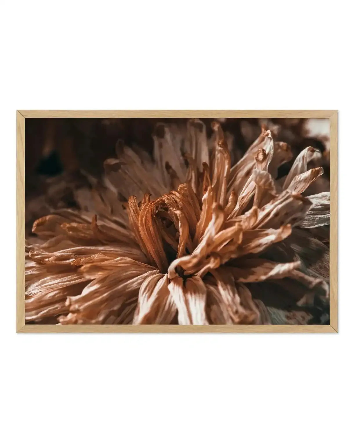 Dried Botanical Art Print-PRINT-Olive et Oriel-Olive et Oriel-A5 | 5.8" x 8.3" | 14.8 x 21cm-Oak-With White Border-Buy-Australian-Art-Prints-Online-with-Olive-et-Oriel-Your-Artwork-Specialists-Austrailia-Decorate-With-Coastal-Photo-Wall-Art-Prints-From-Our-Beach-House-Artwork-Collection-Fine-Poster-and-Framed-Artwork