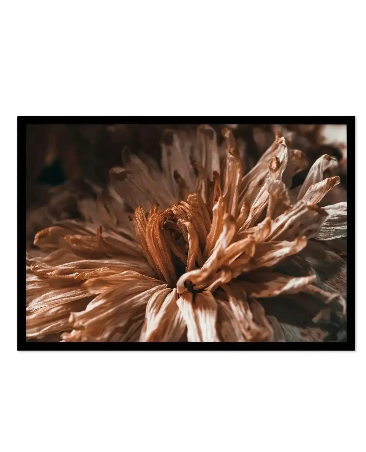 Dried Botanical Art Print-PRINT-Olive et Oriel-Olive et Oriel-A5 | 5.8" x 8.3" | 14.8 x 21cm-Black-With White Border-Buy-Australian-Art-Prints-Online-with-Olive-et-Oriel-Your-Artwork-Specialists-Austrailia-Decorate-With-Coastal-Photo-Wall-Art-Prints-From-Our-Beach-House-Artwork-Collection-Fine-Poster-and-Framed-Artwork