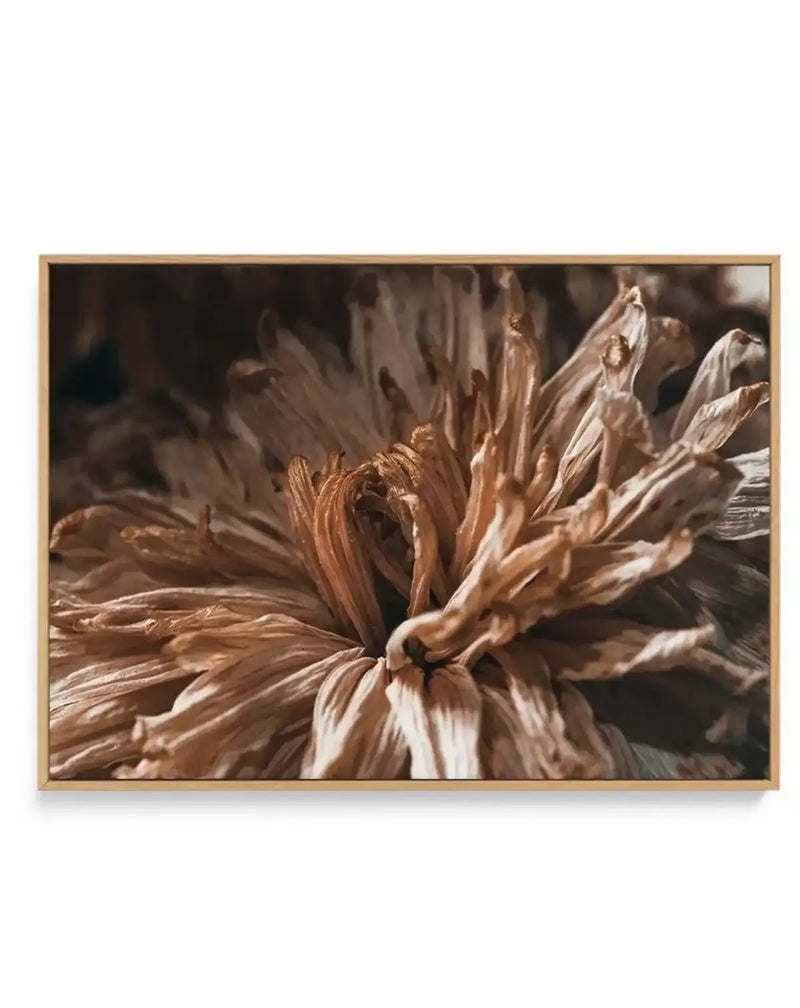 Framed canvas art print featuring a close-up botanical illustration of dried flowers with warm, muted tones. The composition shows delicate petals in shades of tan, beige, cream, and burnt sienna with detailed shading and texture. The flowers appear wilted and papery, capturing the intricate details of dried botanicals. The artwork is presented in a natural wood frame with a white border, displayed against a neutral background.