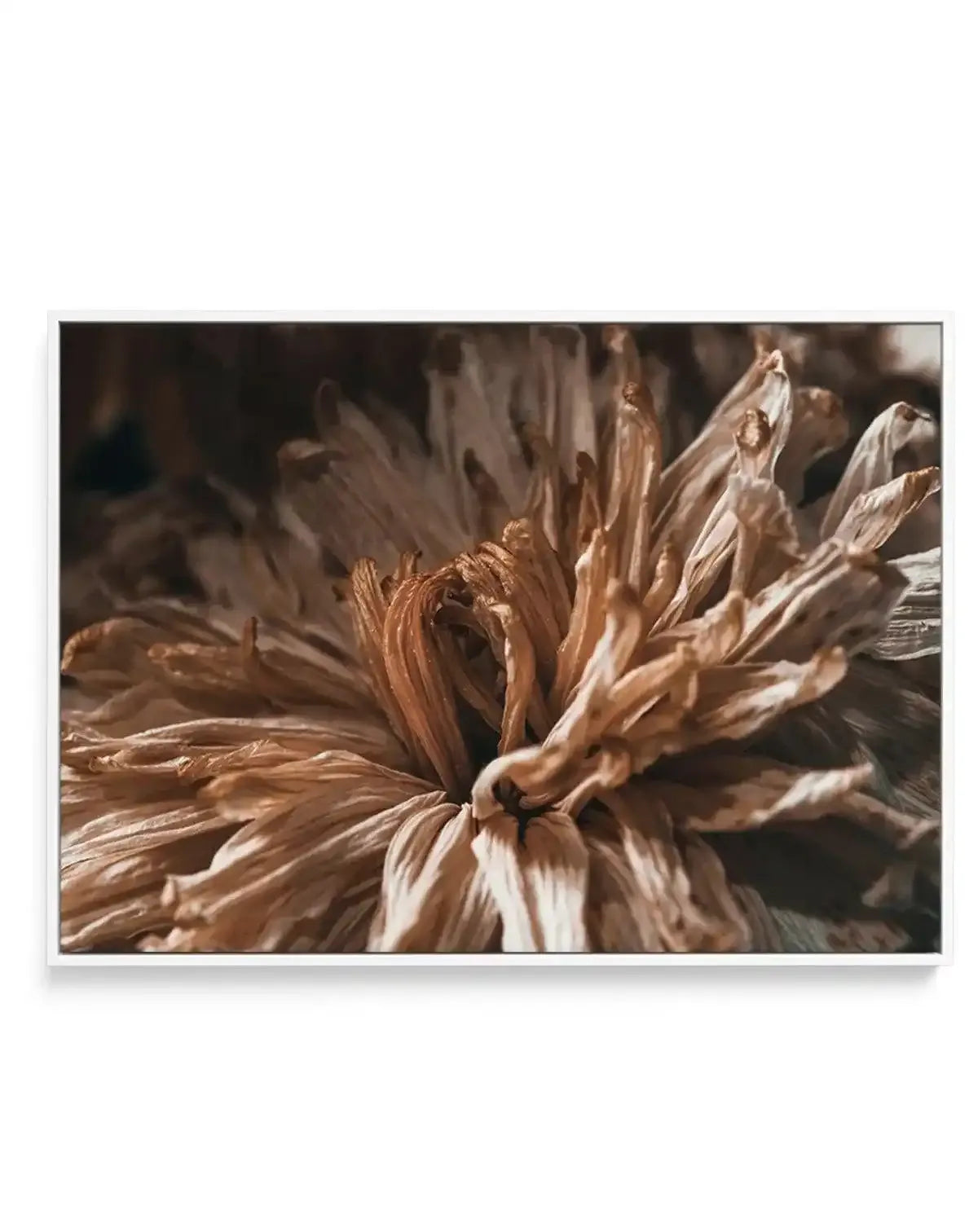 Dried Botanical | Framed Canvas-CANVAS-You can shop wall art online with Olive et Oriel for everything from abstract art to fun kids wall art. Our beautiful modern art prints and canvas art are available from large canvas prints to wall art paintings and our proudly Australian artwork collection offers only the highest quality framed large wall art and canvas art Australia - You can buy fashion photography prints or Hampton print posters and paintings on canvas from Olive et Oriel and have them 