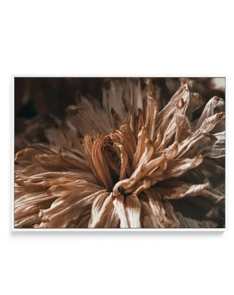 Framed canvas art print featuring a close-up photograph of dried botanical flowers with curled, papery petals in warm tan, cream, and rust brown tones. The flowers are captured with soft, natural lighting that highlights the delicate texture and layered petals. The composition shows multiple blooms in various states of desiccation with a soft-focused background. The canvas is mounted in a slim black frame with a white border.