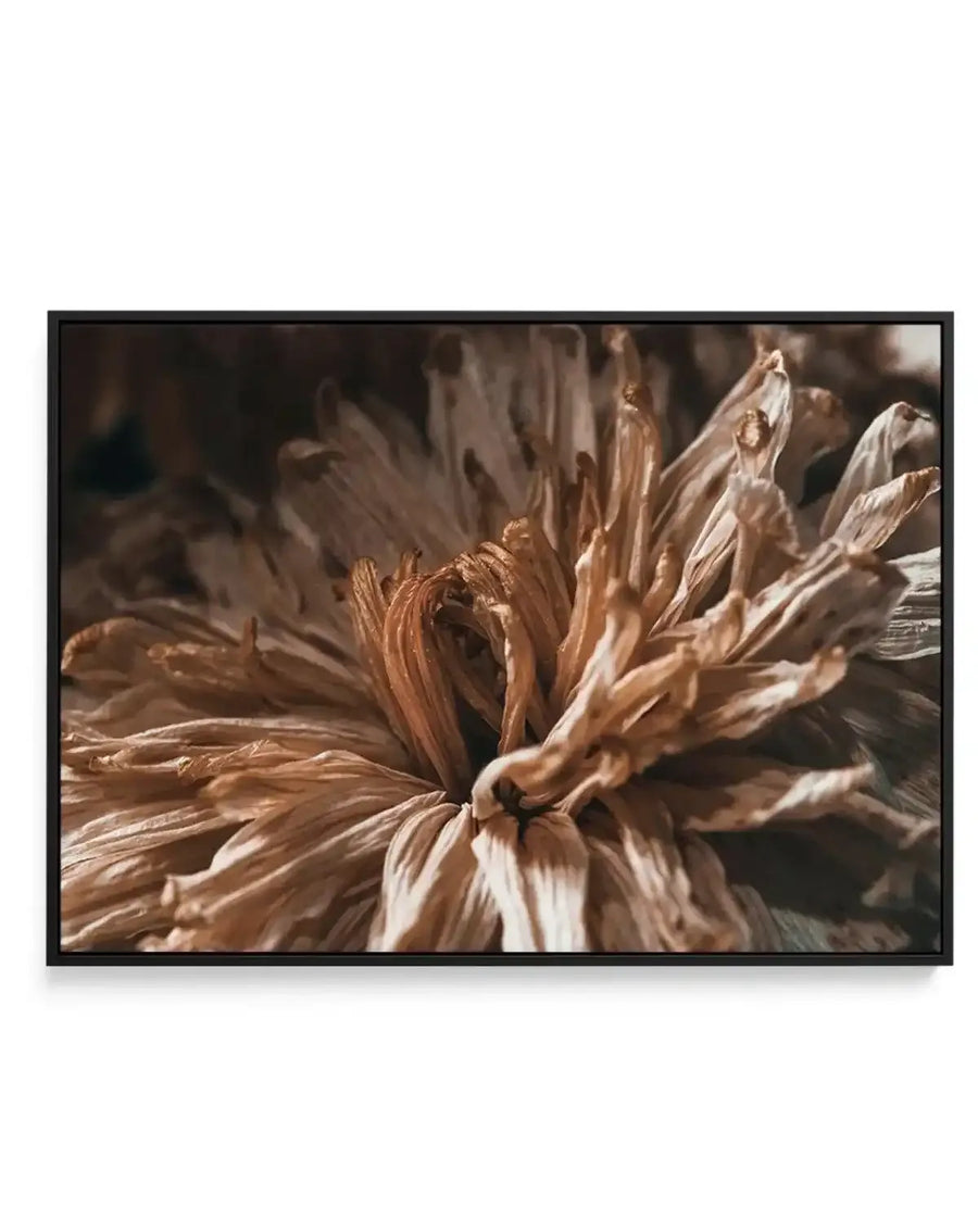 Framed canvas art print featuring a close-up photograph of dried botanical flowers with delicate, papery petals in warm tones of tan, cream, and dusty brown. Multiple flower heads are arranged in soft focus, creating depth with some petals sharp and others blurred in the background. The warm, natural lighting emphasizes the dried texture and subtle color variations. Black frame with white border around the canvas.