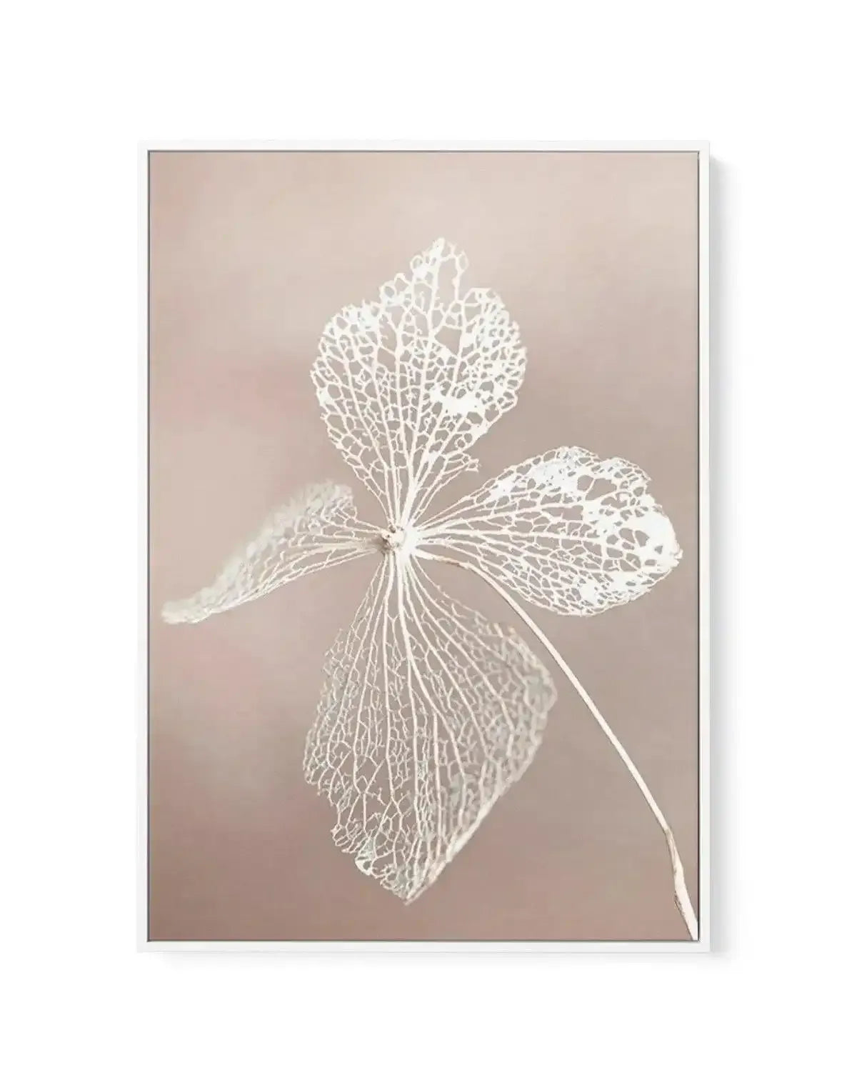 Dried Hydrangea | Framed Canvas-CANVAS-You can shop wall art online with Olive et Oriel for everything from abstract art to fun kids wall art. Our beautiful modern art prints and canvas art are available from large canvas prints to wall art paintings and our proudly Australian artwork collection offers only the highest quality framed large wall art and canvas art Australia - You can buy fashion photography prints or Hampton print posters and paintings on canvas from Olive et Oriel and have them 