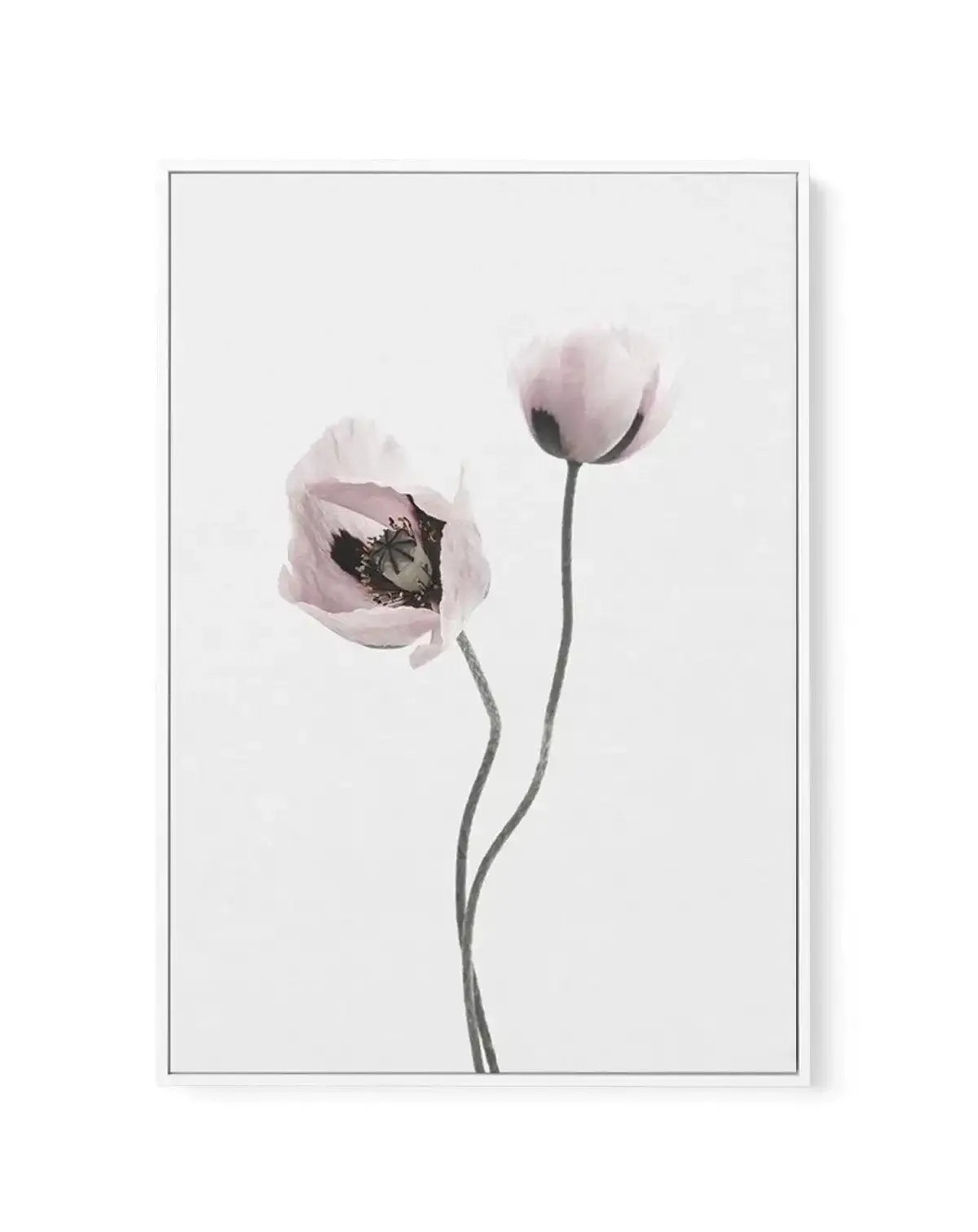 Duex Poppy I | Framed Canvas-CANVAS-You can shop wall art online with Olive et Oriel for everything from abstract art to fun kids wall art. Our beautiful modern art prints and canvas art are available from large canvas prints to wall art paintings and our proudly Australian artwork collection offers only the highest quality framed large wall art and canvas art Australia - You can buy fashion photography prints or Hampton print posters and paintings on canvas from Olive et Oriel and have them del