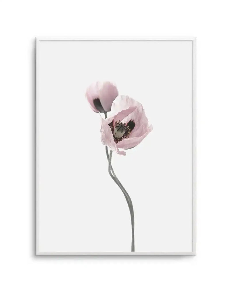 Framed photography art print featuring two pale pink poppy flowers with dark centers and delicate, slightly translucent petals, set against a clean white background. The poppies are on slender, curving dark grey stems, with one flower in soft focus behind the more prominent one in the foreground. The print is displayed in a thin white frame with a white border.