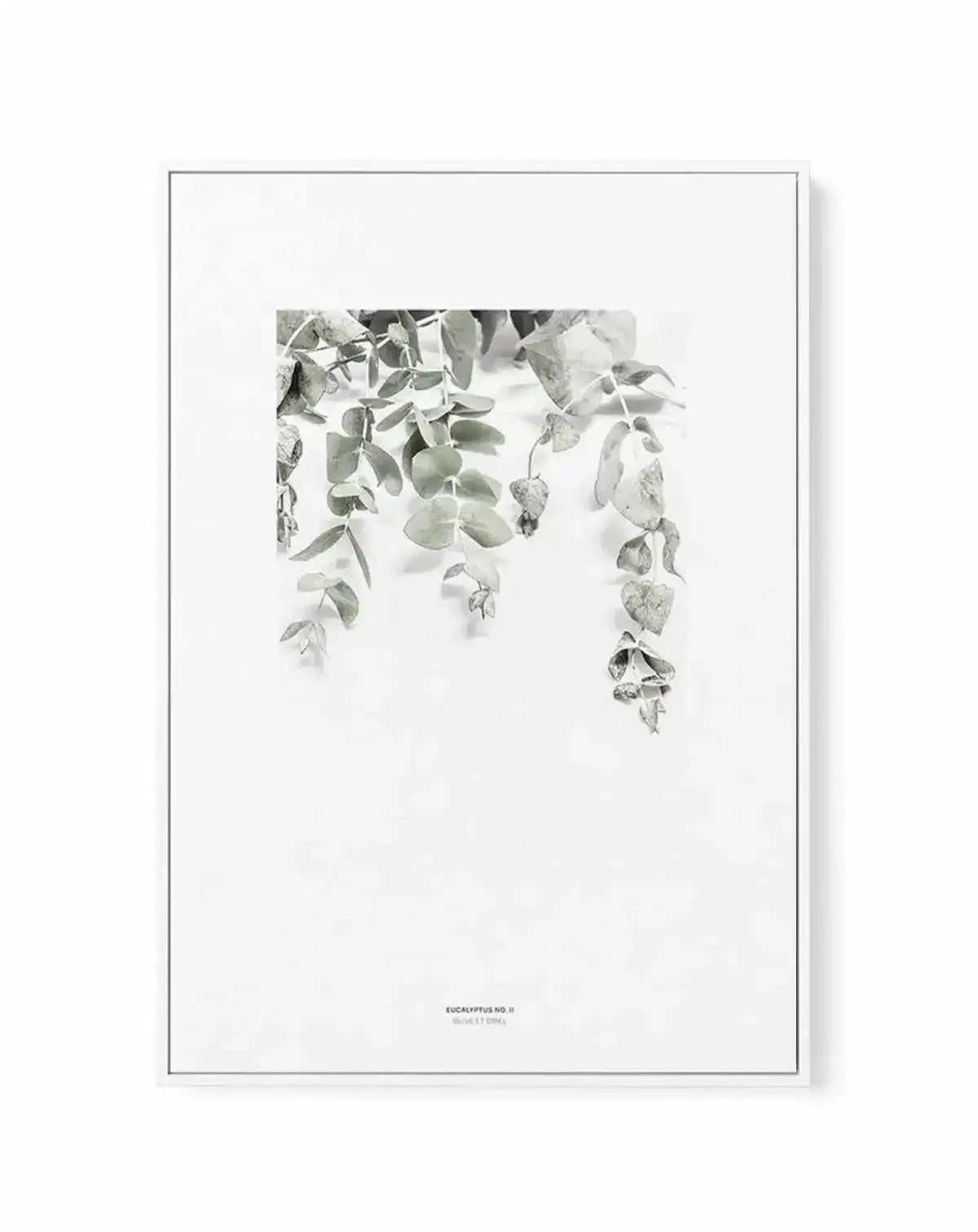 Eucalyptus II | Framed Canvas-CANVAS-You can shop wall art online with Olive et Oriel for everything from abstract art to fun kids wall art. Our beautiful modern art prints and canvas art are available from large canvas prints to wall art paintings and our proudly Australian artwork collection offers only the highest quality framed large wall art and canvas art Australia - You can buy fashion photography prints or Hampton print posters and paintings on canvas from Olive et Oriel and have them de