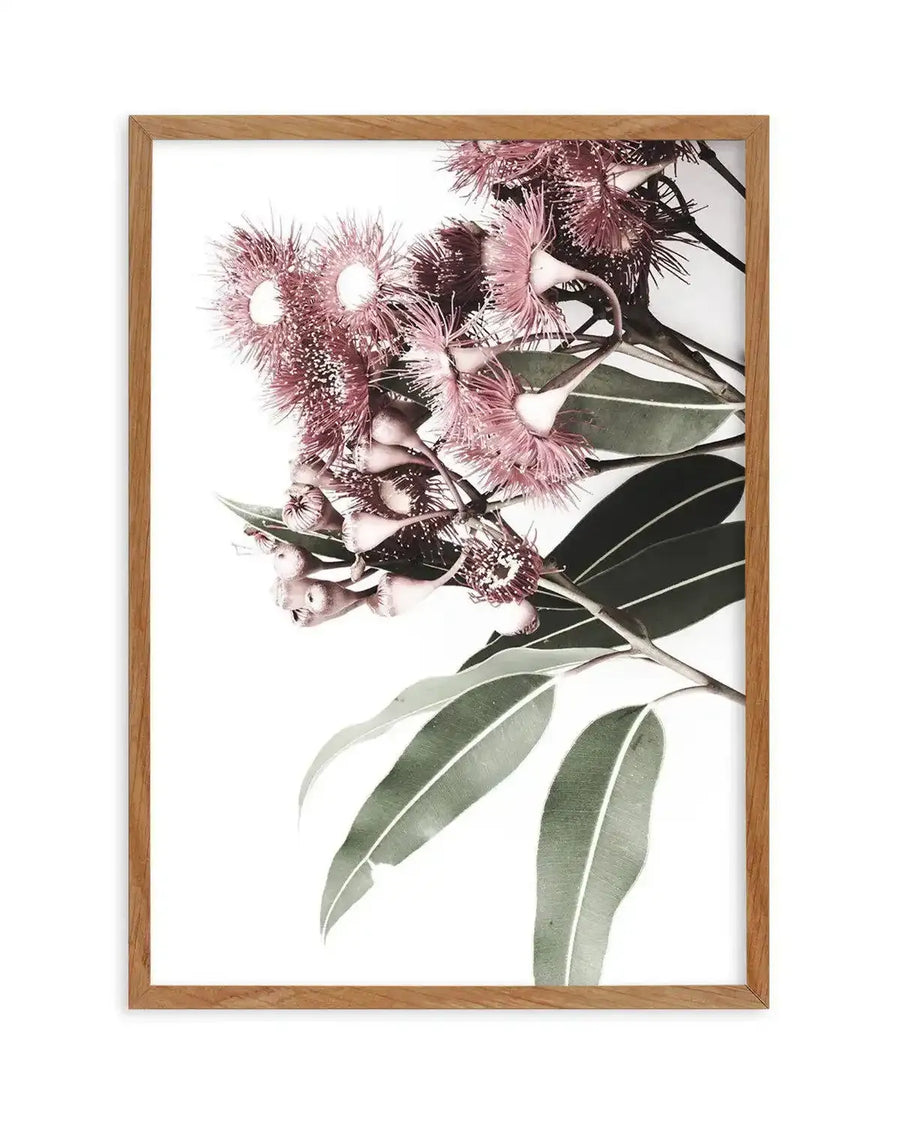 Eucalyptus in Bloom Art Print art print, framed
