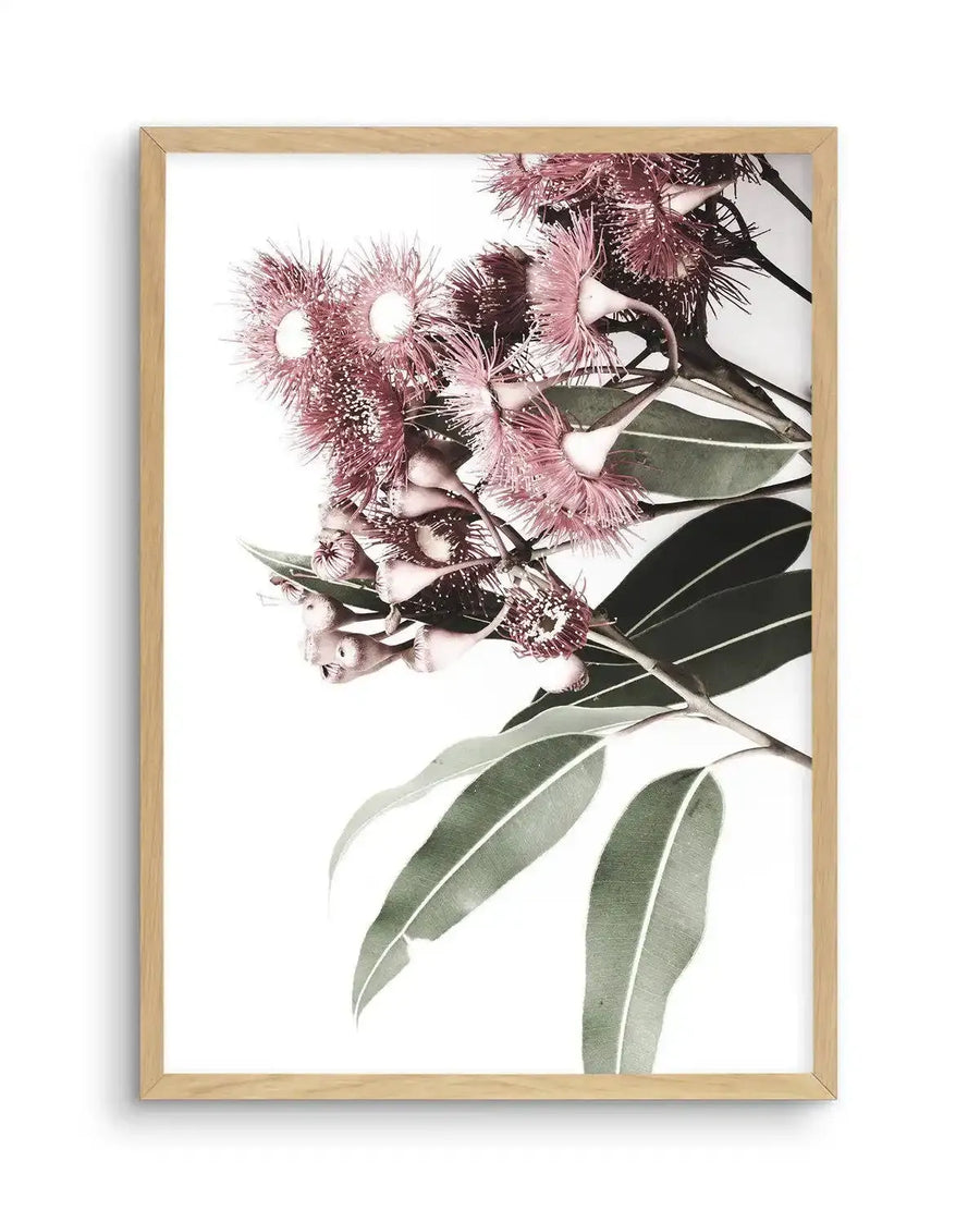 Botanical art print featuring dusty rose and deep burgundy fluffy flower clusters with green eucalyptus leaves against a white background, displayed in a natural wood frame with white border. Watercolor and ink illustration style with delicate, detailed linework and soft color gradations creating an elegant, minimalist composition.