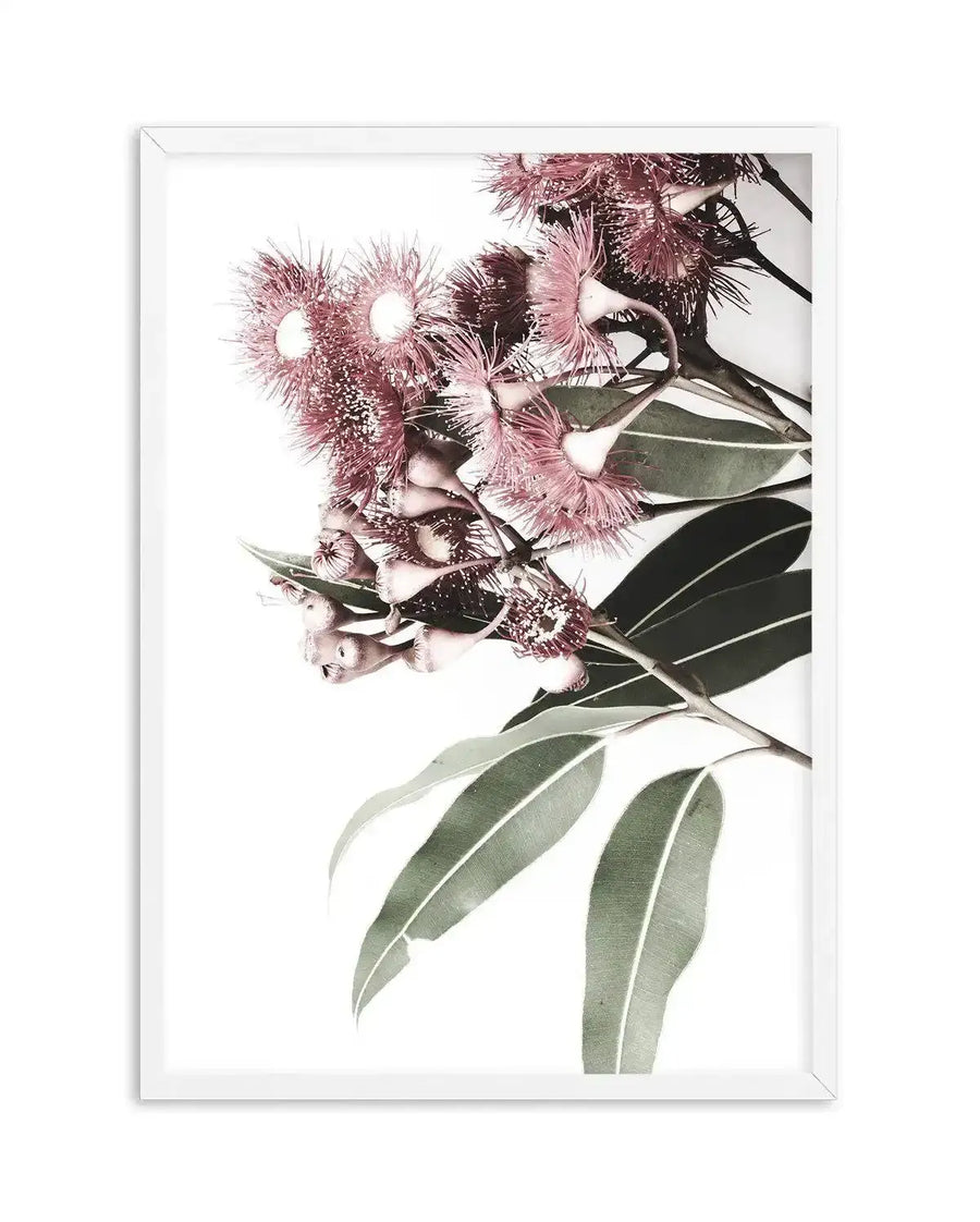 Framed art print featuring a botanical illustration of eucalyptus branches in bloom. Dusty rose and mauve-pink fluffy flowers with delicate stamens cluster at the top, while elongated sage green leaves with white veining extend downward against a white background. The illustration uses watercolour-style rendering with soft, naturalistic detail. The artwork is mounted in a white frame with white border.