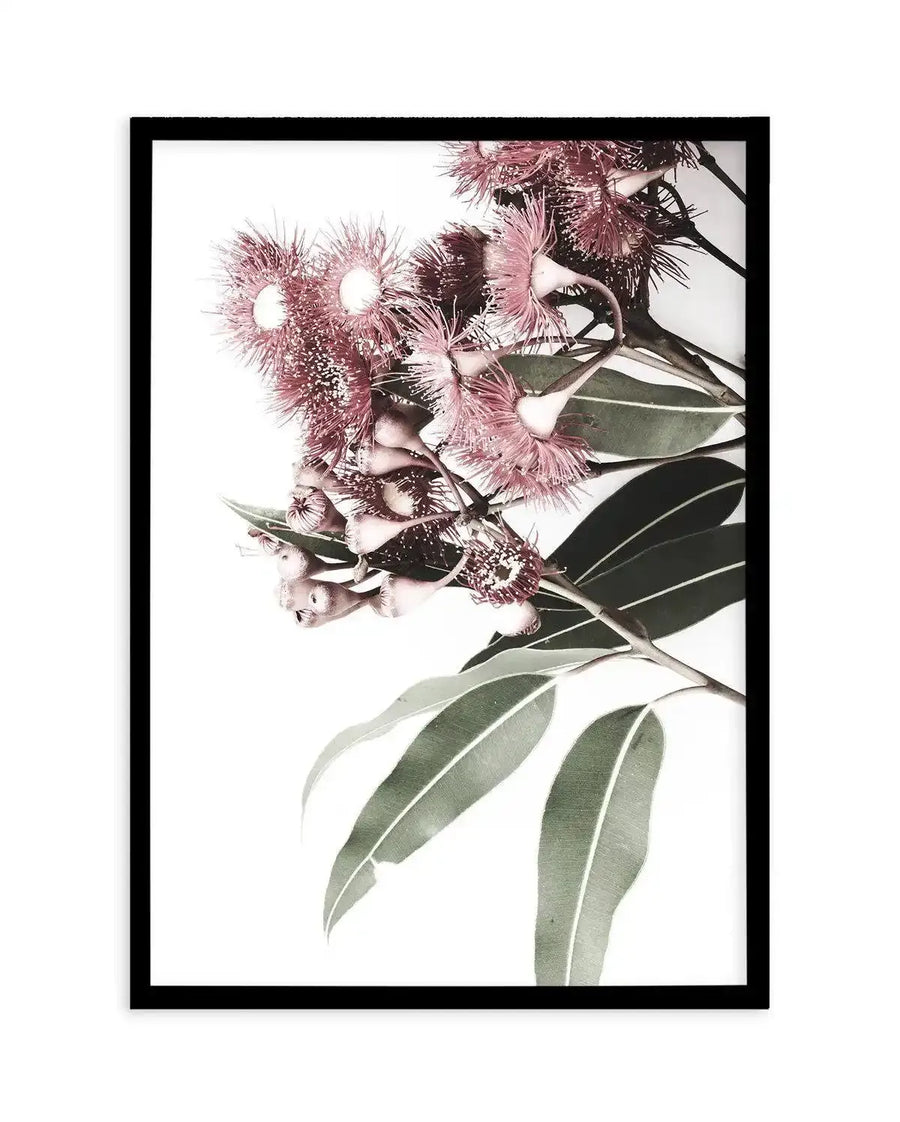 Framed art print featuring a botanical illustration of eucalyptus branches with dusty mauve-pink fluffy flower clusters and soft sage green elongated leaves against a white background, presented in a black frame with white border.