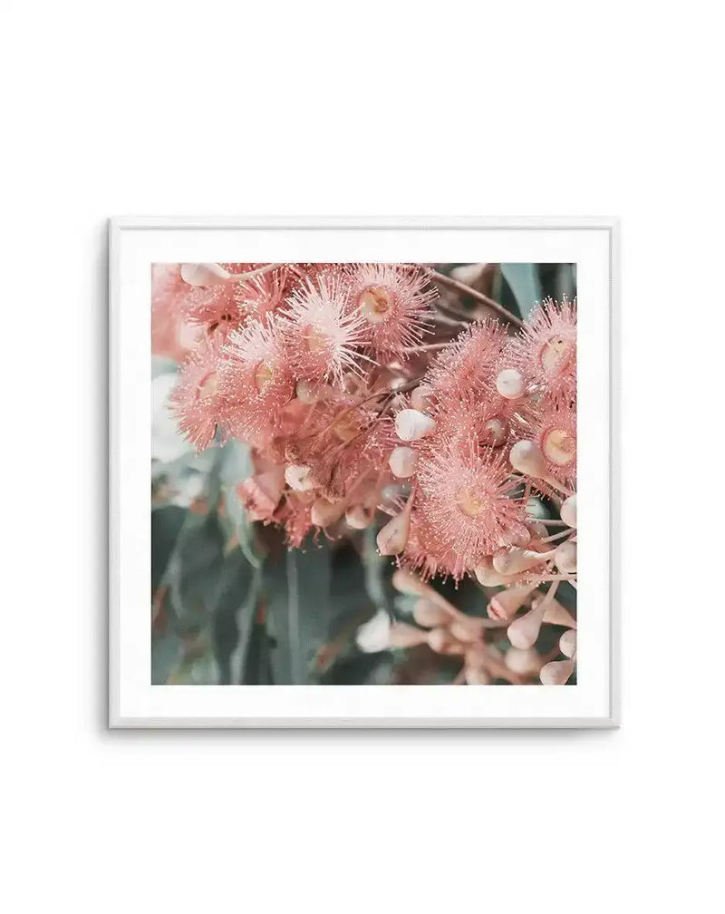 Square art print in white frame featuring a close-up photograph of delicate pink eucalyptus flowers with wispy, brush-like stamens dusted with water droplets. The blossoms display soft dusty rose and cream tones against blurred blue-green foliage in the background, creating a dreamy, soft-focus botanical composition. White border surrounds the framed photograph.
