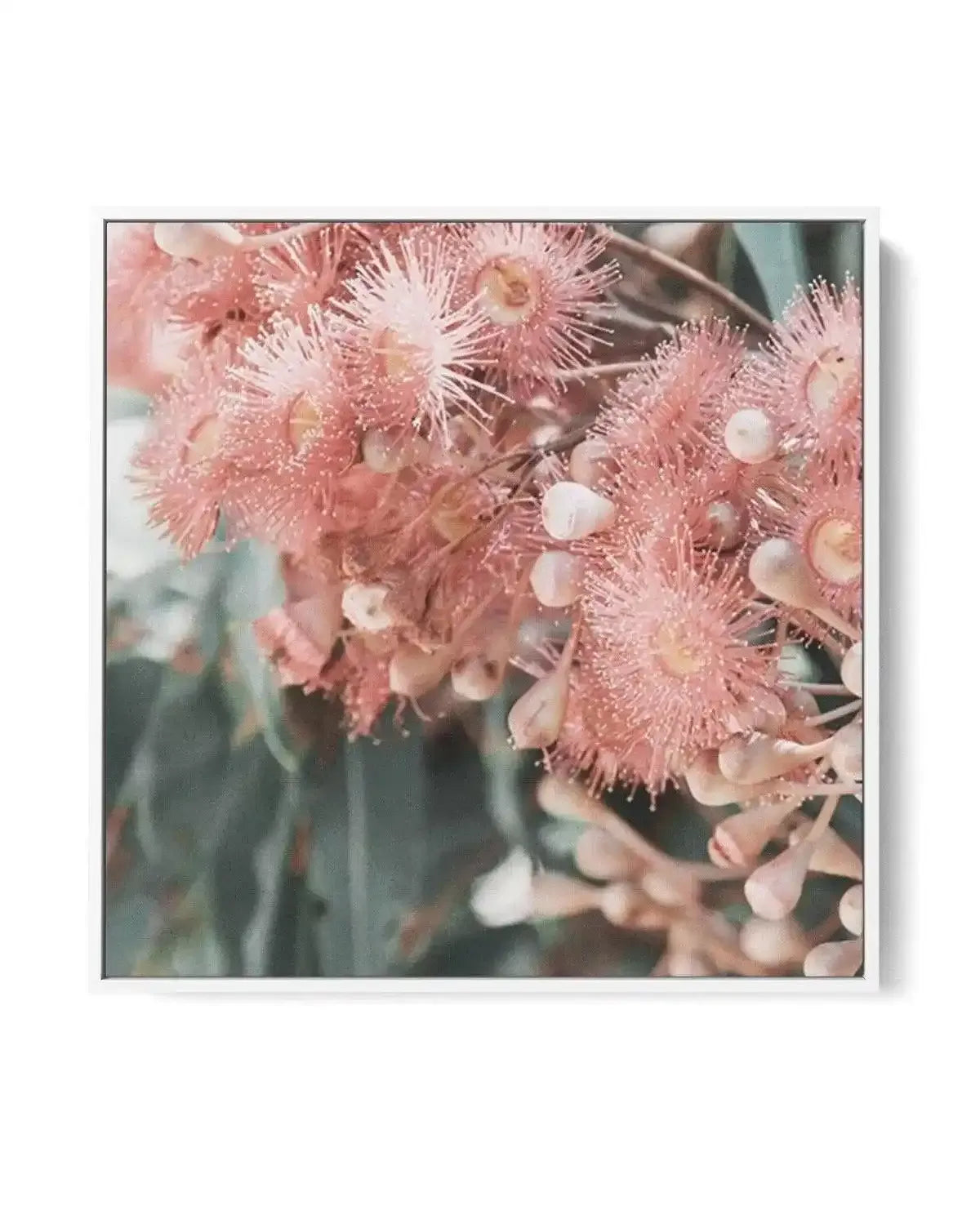 Eucalyptus In Bloom II SQ | Framed Canvas-CANVAS-You can shop wall art online with Olive et Oriel for everything from abstract art to fun kids wall art. Our beautiful modern art prints and canvas art are available from large canvas prints to wall art paintings and our proudly Australian artwork collection offers only the highest quality framed large wall art and canvas art Australia - You can buy fashion photography prints or Hampton print posters and paintings on canvas from Olive et Oriel and 
