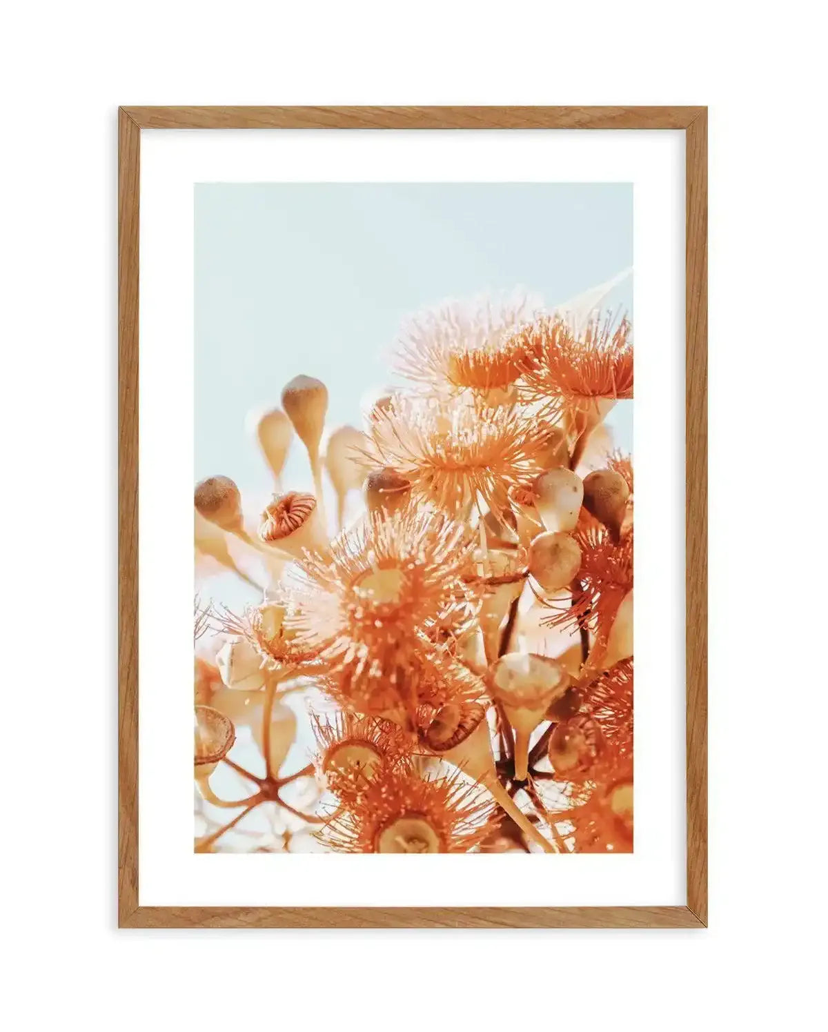 Eucalyptus In Bloom III | PT Art Print-PRINT-Olive et Oriel-Olive et Oriel-50x70 cm | 19.6" x 27.5"-Walnut-With White Border-Buy-Australian-Art-Prints-Online-with-Olive-et-Oriel-Your-Artwork-Specialists-Austrailia-Decorate-With-Coastal-Photo-Wall-Art-Prints-From-Our-Beach-House-Artwork-Collection-Fine-Poster-and-Framed-Artwork