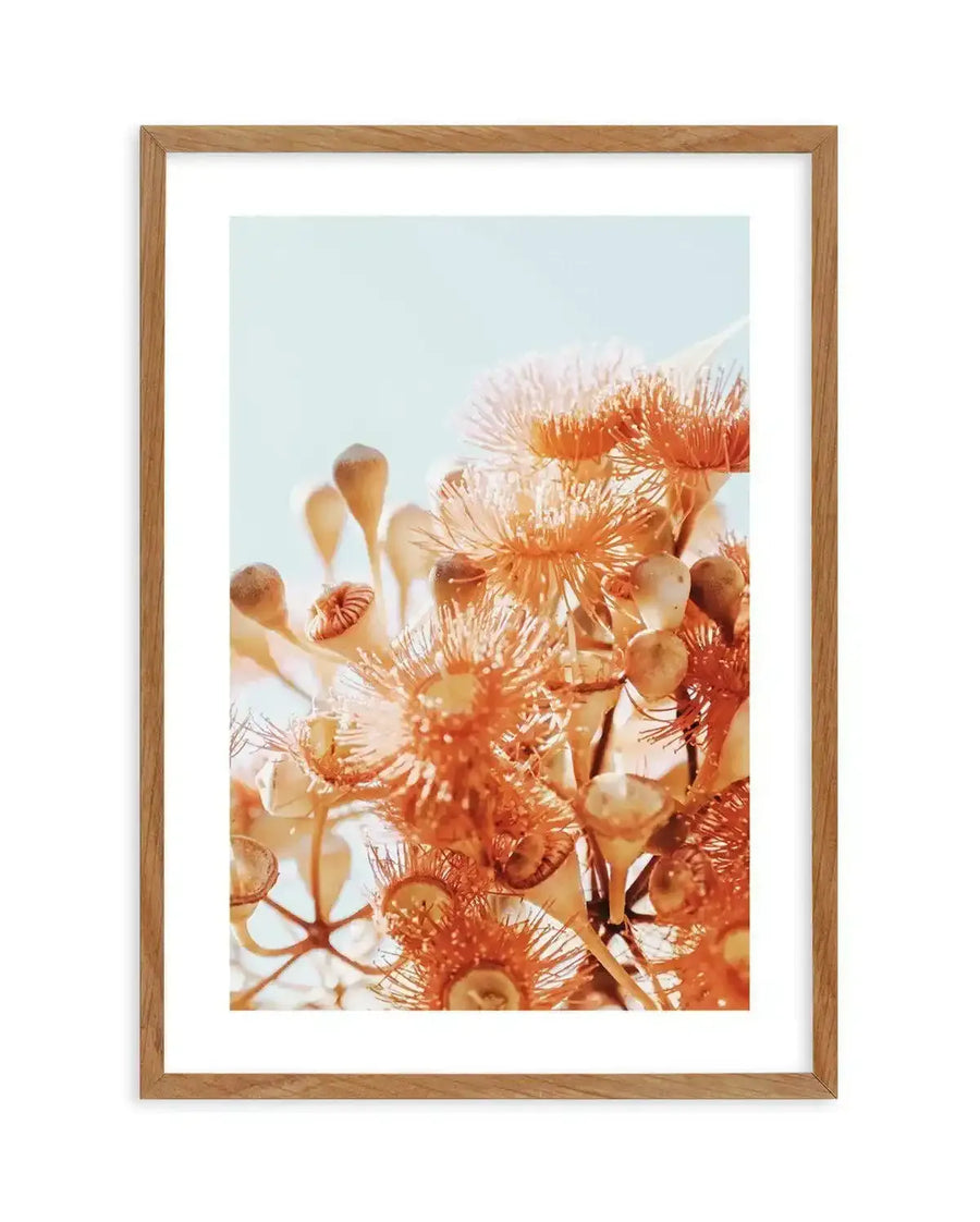 Framed art print featuring a close-up photograph of orange and cream-colored eucalyptus flowers and seed pods against a soft blue sky. The delicate, spiky blooms fill the composition with warm peachy-orange and pale yellow tones. The print is mounted in a natural wood frame with a white border, creating a botanical study with a dreamy, sunlit quality.