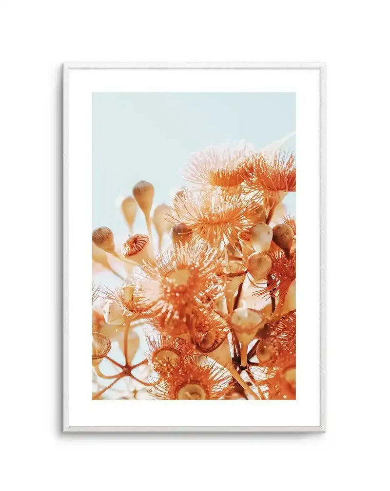 Framed art print featuring a close-up photograph of orange and coral eucalyptus flowers with delicate, hair-like stamens against a soft pale blue sky. The composition captures multiple blooms in warm terracotta and cream tones with fine botanical detail. The photograph is mounted in a light gray frame with a white border.