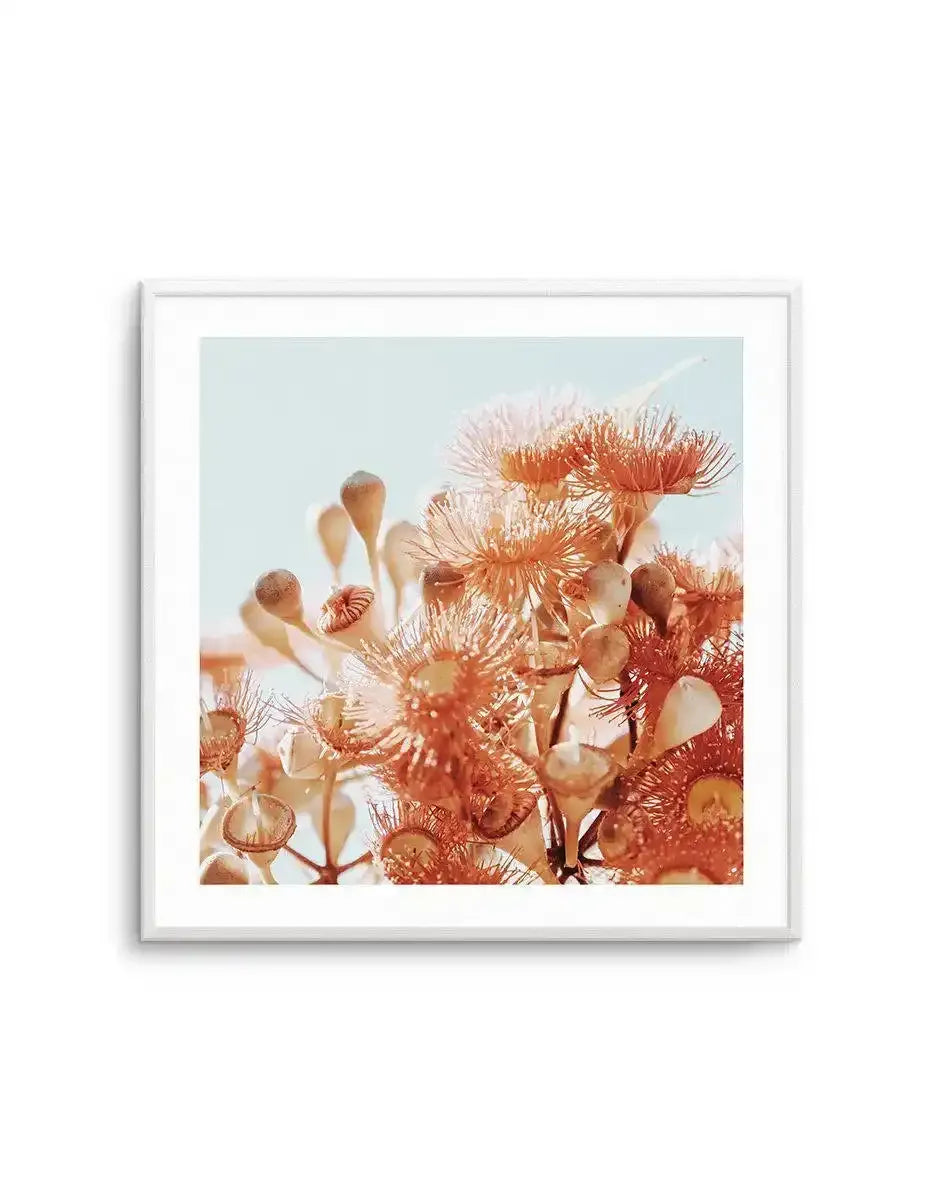 Eucalyptus In Bloom III | SQ Art Print-PRINT-Olive et Oriel-Olive et Oriel-Buy-Australian-Art-Prints-Online-with-Olive-et-Oriel-Your-Artwork-Specialists-Austrailia-Decorate-With-Coastal-Photo-Wall-Art-Prints-From-Our-Beach-House-Artwork-Collection-Fine-Poster-and-Framed-Artwork