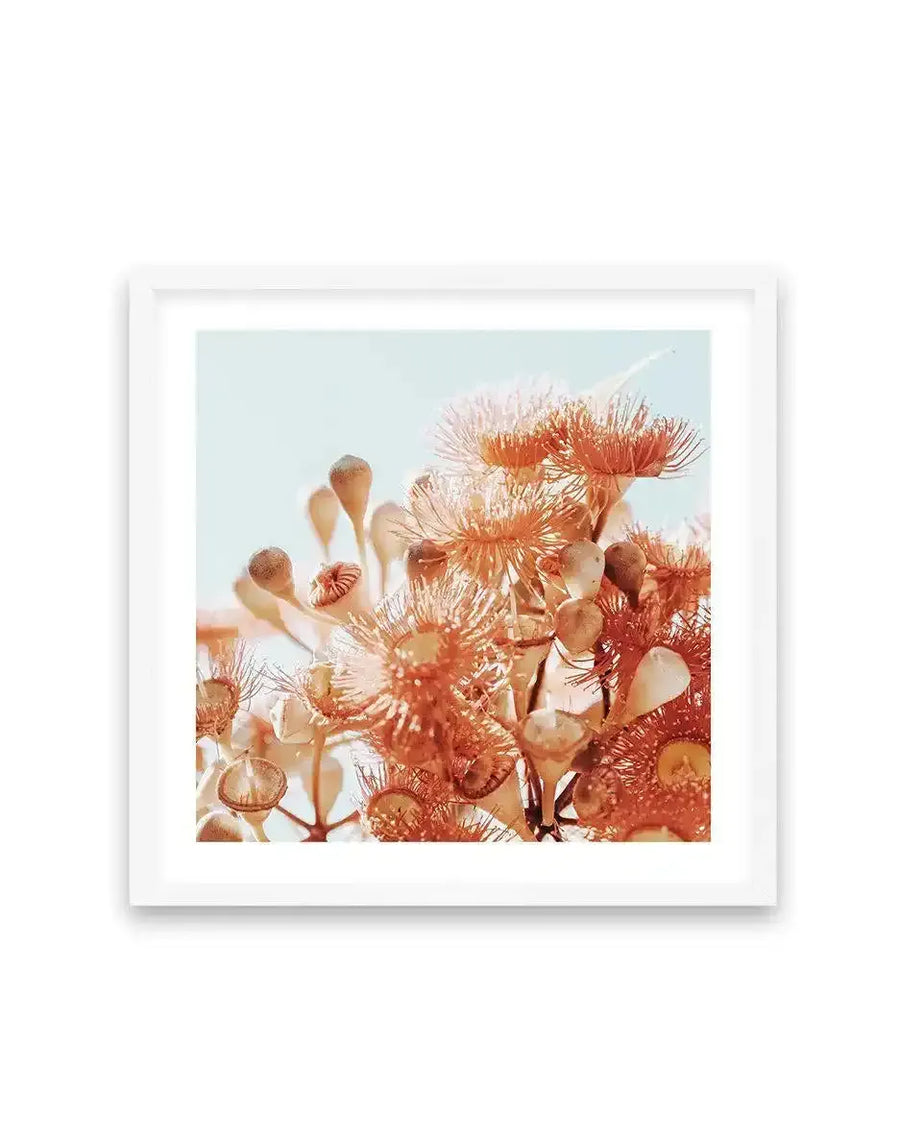 Square art print in white frame featuring a close-up photograph of eucalyptus flowers against a soft pale blue sky. The flowers display delicate, wispy stamens in coral, rust, and cream tones with seed pods in warm terracotta hues. The composition captures multiple blooms at varying depths, creating a soft, dreamy effect with warm peachy-orange and neutral tones throughout. White border surrounds the photographic image within the frame.