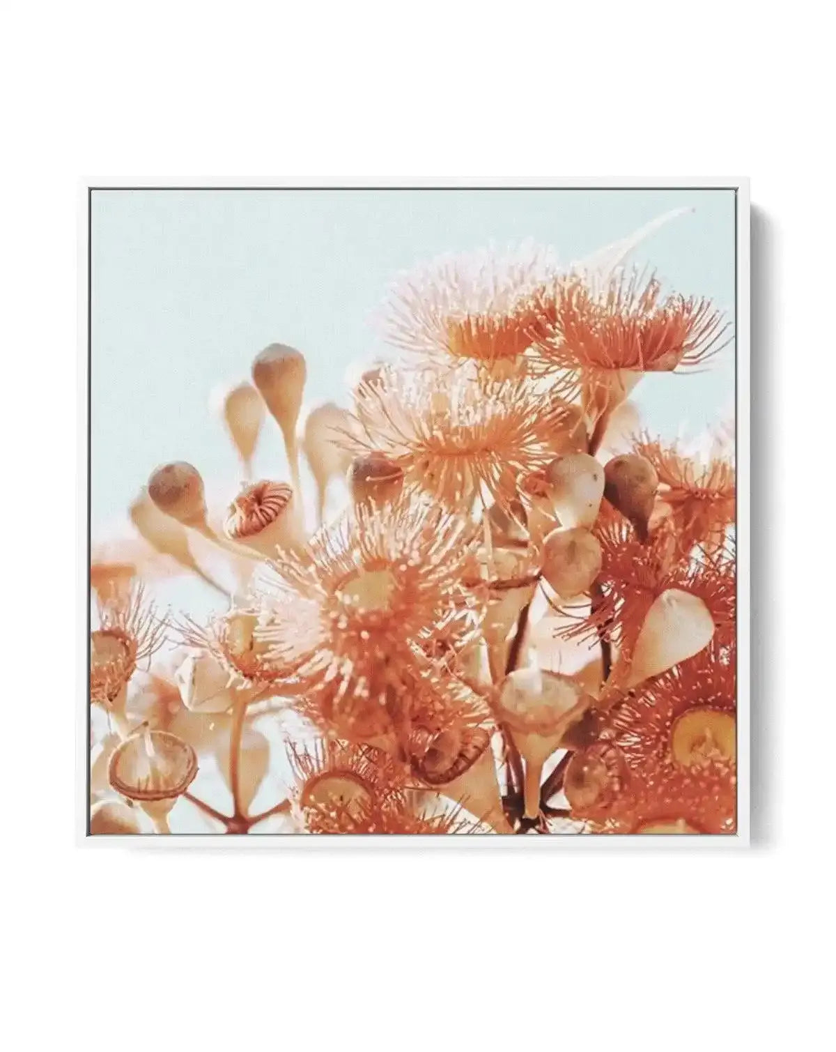 Eucalyptus In Bloom III SQ | Framed Canvas-CANVAS-You can shop wall art online with Olive et Oriel for everything from abstract art to fun kids wall art. Our beautiful modern art prints and canvas art are available from large canvas prints to wall art paintings and our proudly Australian artwork collection offers only the highest quality framed large wall art and canvas art Australia - You can buy fashion photography prints or Hampton print posters and paintings on canvas from Olive et Oriel and