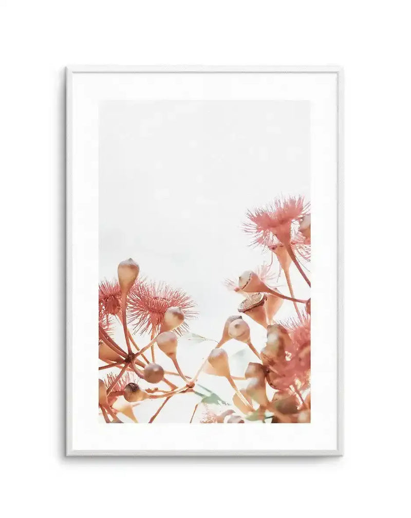 Framed art print featuring a close-up photograph of eucalyptus flowers and buds in shades of dusty rose and pale peach against a bright white background, with a white frame and white border. The composition captures the delicate spiky texture of the blooms and the smooth, teardrop shape of the buds.