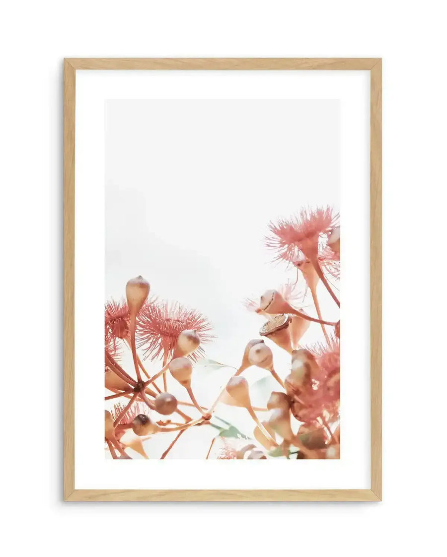 Framed art print titled "Eucalyptus in Bloom IV" featuring a soft-focus botanical photograph of dusty rose and coral-toned eucalyptus flowers and seed pods against a pale cream background. The delicate blooms with spiky, feathery petals are positioned in the lower portion of the composition, creating an airy, minimalist aesthetic. Displayed in a natural wood frame with white border.