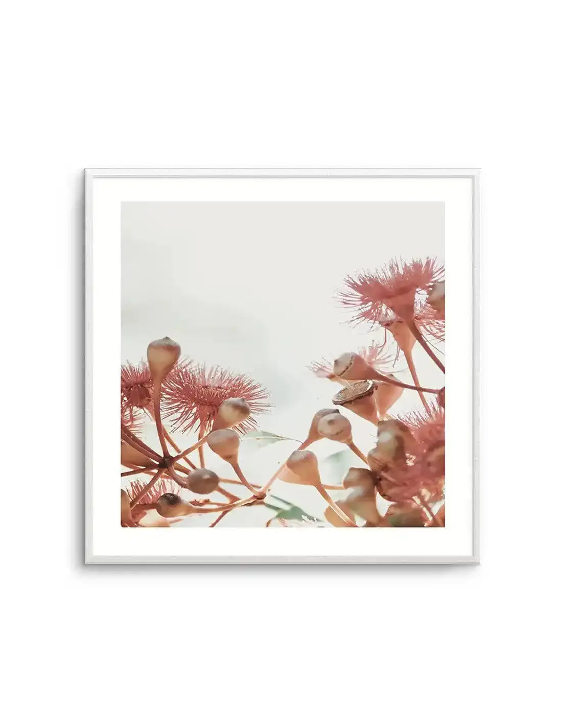 Eucalyptus IV | SQ Art Print-PRINT-Olive et Oriel-Olive et Oriel-Buy-Australian-Art-Prints-Online-with-Olive-et-Oriel-Your-Artwork-Specialists-Austrailia-Decorate-With-Coastal-Photo-Wall-Art-Prints-From-Our-Beach-House-Artwork-Collection-Fine-Poster-and-Framed-Artwork