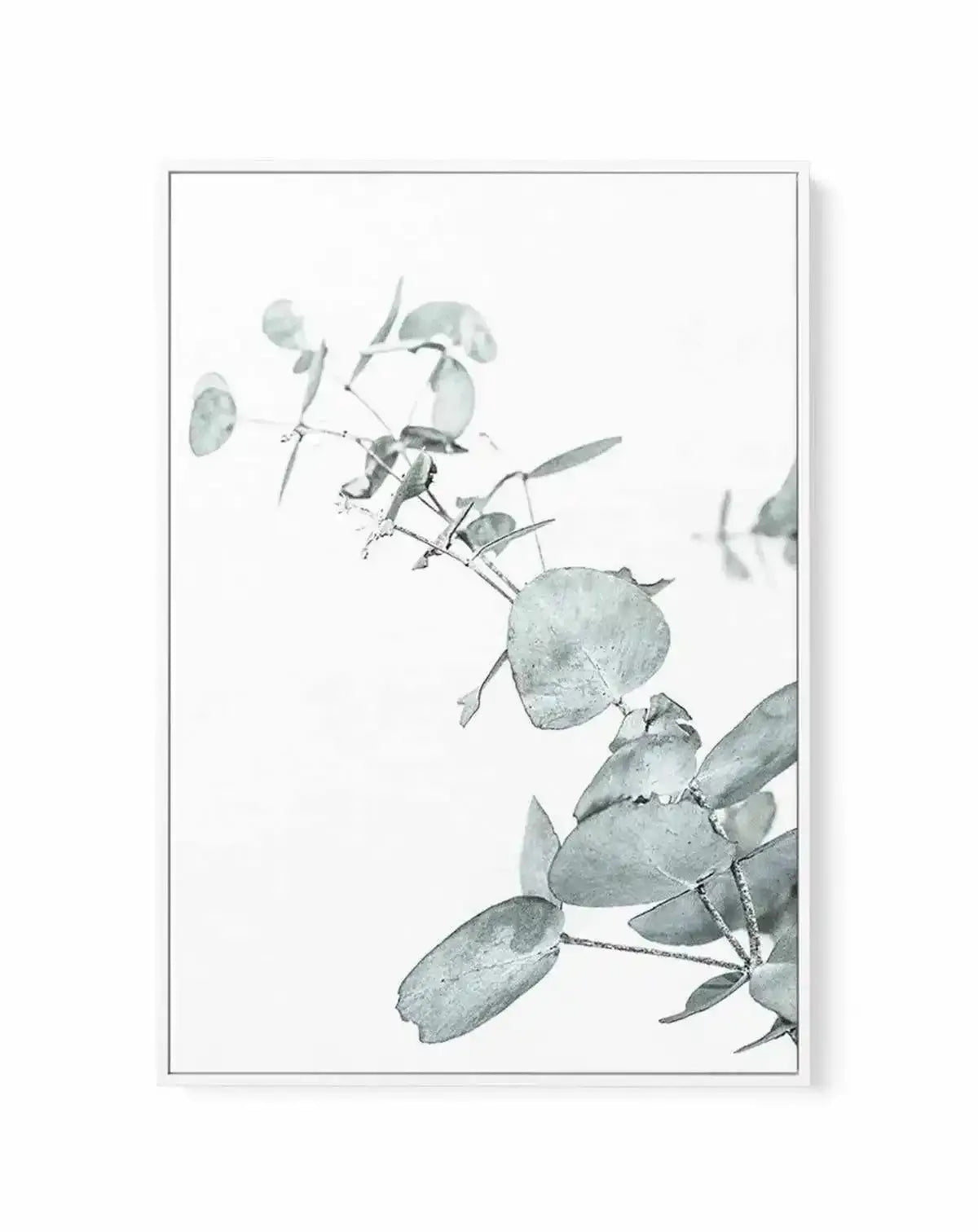 Eucalyptus Leaves II | Framed Canvas-CANVAS-You can shop wall art online with Olive et Oriel for everything from abstract art to fun kids wall art. Our beautiful modern art prints and canvas art are available from large canvas prints to wall art paintings and our proudly Australian artwork collection offers only the highest quality framed large wall art and canvas art Australia - You can buy fashion photography prints or Hampton print posters and paintings on canvas from Olive et Oriel and have 