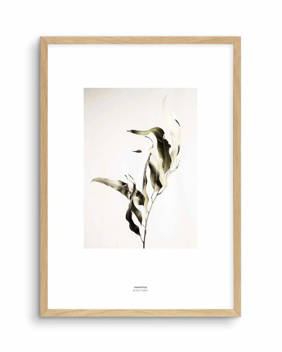 Framed art print featuring a minimalist watercolor illustration of eucalyptus branches with curved, elongated leaves in muted sage green and charcoal tones against a cream background. The delicate botanical artwork is centered on white paper within a natural light wood frame. Text at bottom reads "EUCALYPTUS" and "OLIVE ET ORIEL". The composition has an ethereal, organic quality with soft brushwork and subtle shading that creates depth and movement among the leaves.