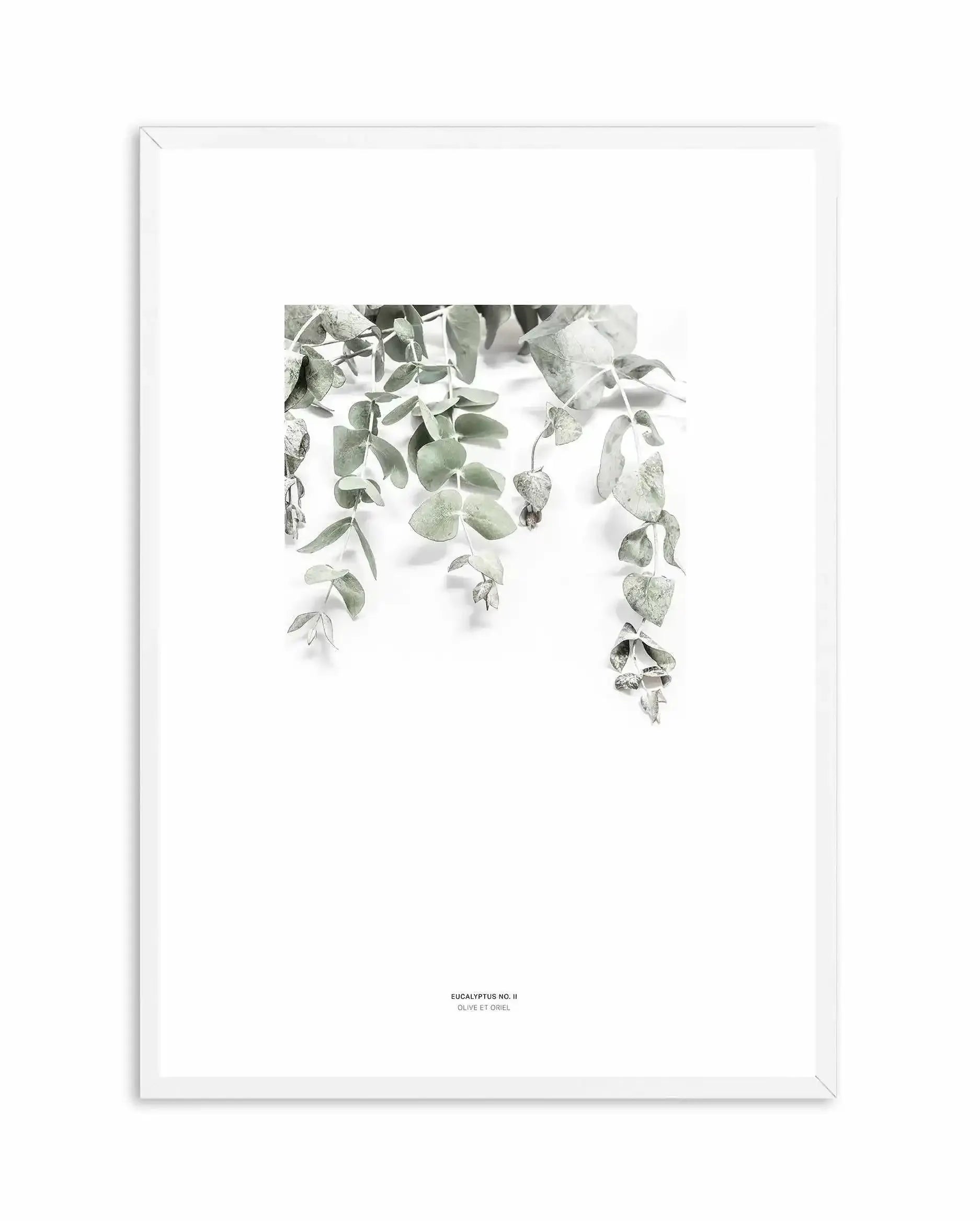 Eucalyptus II Art Print-PRINT-Olive et Oriel-Olive et Oriel-A4 | 8.3" x 11.7" | 21 x 29.7cm-White-With White Border-Buy-Australian-Art-Prints-Online-with-Olive-et-Oriel-Your-Artwork-Specialists-Austrailia-Decorate-With-Coastal-Photo-Wall-Art-Prints-From-Our-Beach-House-Artwork-Collection-Fine-Poster-and-Framed-Artwork