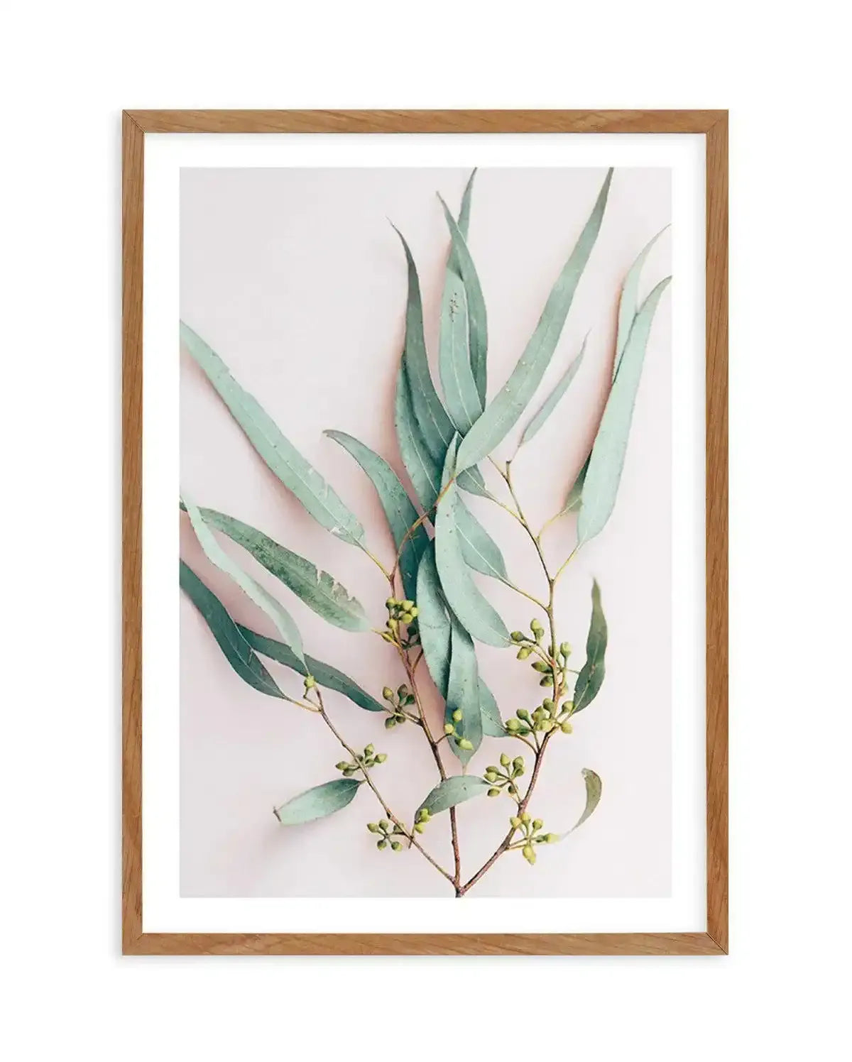 Eucalyptus on Blush Art Print-PRINT-Olive et Oriel-Olive et Oriel-50x70 cm | 19.6" x 27.5"-Walnut-With White Border-Buy-Australian-Art-Prints-Online-with-Olive-et-Oriel-Your-Artwork-Specialists-Austrailia-Decorate-With-Coastal-Photo-Wall-Art-Prints-From-Our-Beach-House-Artwork-Collection-Fine-Poster-and-Framed-Artwork