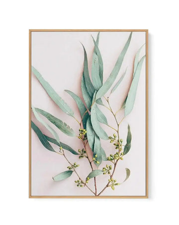 Framed canvas art print featuring a watercolor botanical illustration of eucalyptus branches with long, pale sage green leaves and small yellow-green flower buds against a soft blush pink background. Natural wood frame with white border.