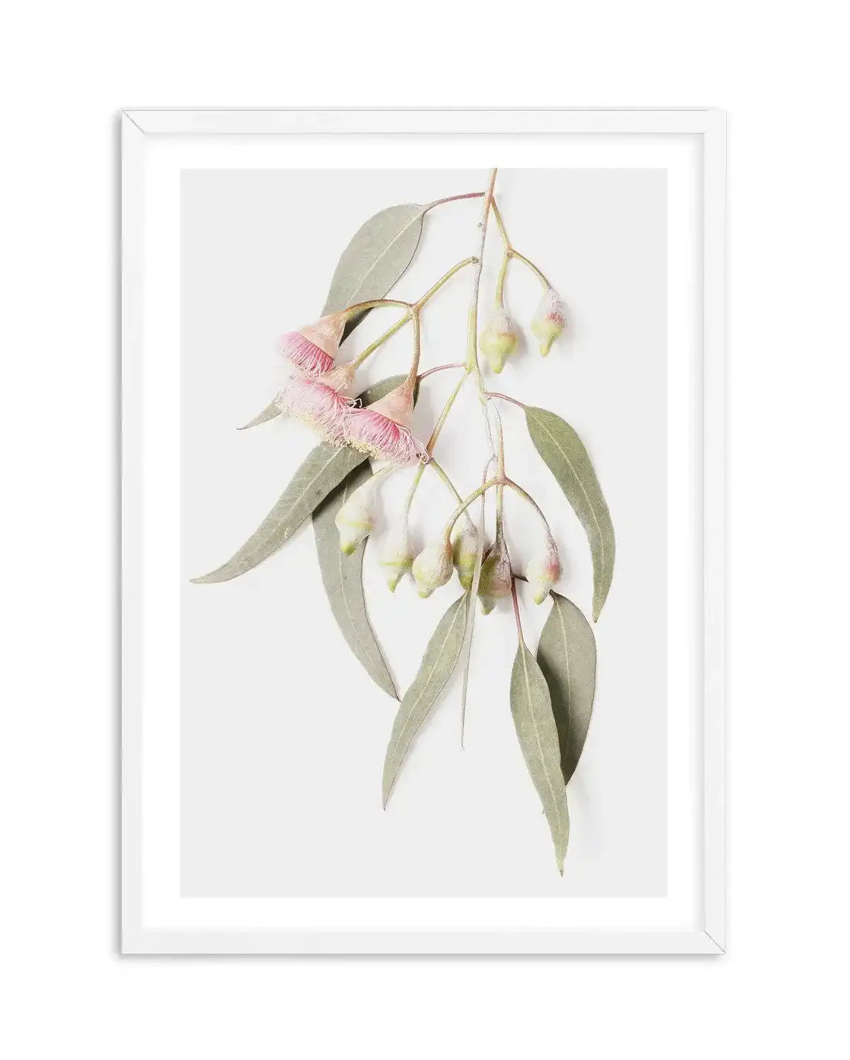 Eucalyptus on Grey Art Print-PRINT-Olive et Oriel-Olive et Oriel-A5 | 5.8" x 8.3" | 14.8 x 21cm-White-With White Border-Buy-Australian-Art-Prints-Online-with-Olive-et-Oriel-Your-Artwork-Specialists-Austrailia-Decorate-With-Coastal-Photo-Wall-Art-Prints-From-Our-Beach-House-Artwork-Collection-Fine-Poster-and-Framed-Artwork