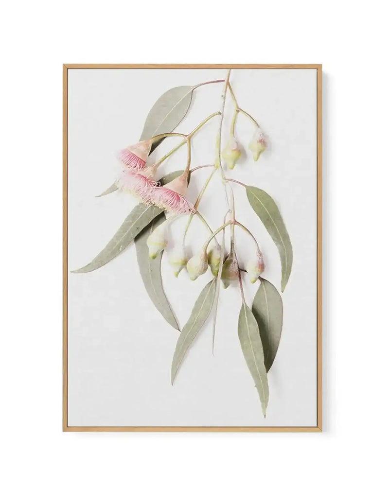 Framed canvas art print featuring a delicate watercolor illustration of a eucalyptus branch with elongated sage green leaves and drooping clusters of flowers in soft pink and cream tones. The botanical artwork is rendered in muted, naturalistic colors against a white background, displayed in a natural wood frame with a white border.