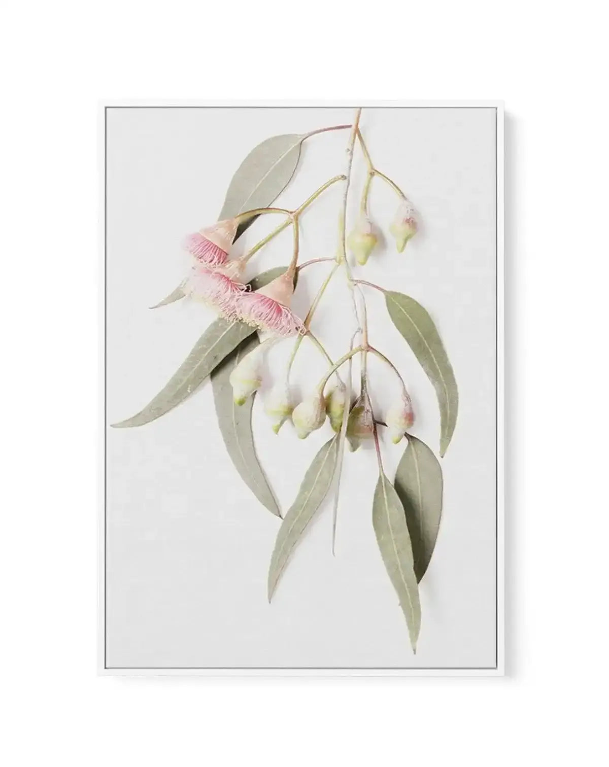 Eucalyptus on Grey | Framed Canvas-CANVAS-You can shop wall art online with Olive et Oriel for everything from abstract art to fun kids wall art. Our beautiful modern art prints and canvas art are available from large canvas prints to wall art paintings and our proudly Australian artwork collection offers only the highest quality framed large wall art and canvas art Australia - You can buy fashion photography prints or Hampton print posters and paintings on canvas from Olive et Oriel and have th