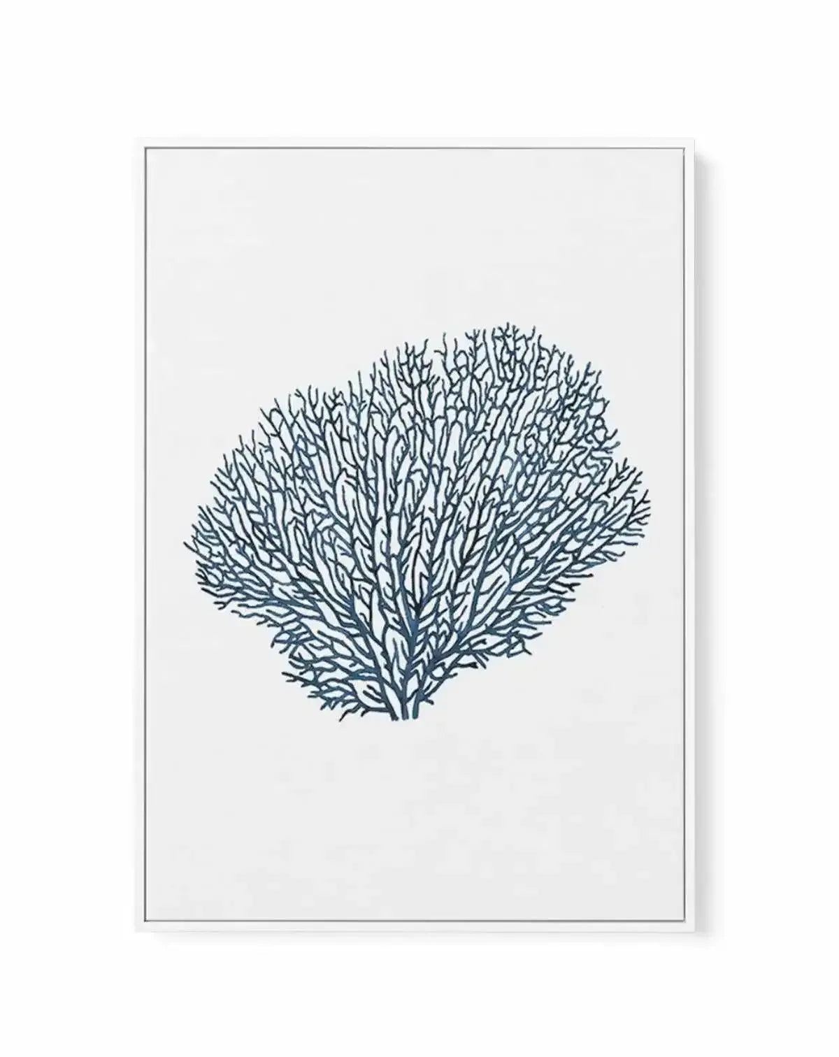 Fan Coral I | Framed Canvas-CANVAS-You can shop wall art online with Olive et Oriel for everything from abstract art to fun kids wall art. Our beautiful modern art prints and canvas art are available from large canvas prints to wall art paintings and our proudly Australian artwork collection offers only the highest quality framed large wall art and canvas art Australia - You can buy fashion photography prints or Hampton print posters and paintings on canvas from Olive et Oriel and have them deli