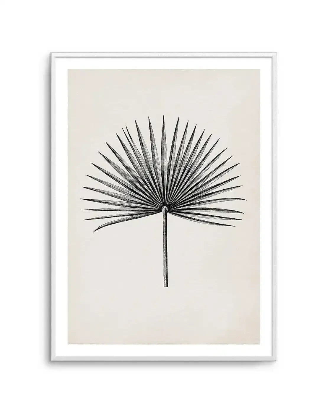 Fan Palm II Art Print-PRINT-Olive et Oriel-Olive et Oriel-A5 | 5.8" x 8.3" | 14.8 x 21cm-Unframed Art Print-With White Border-Buy-Australian-Art-Prints-Online-with-Olive-et-Oriel-Your-Artwork-Specialists-Austrailia-Decorate-With-Coastal-Photo-Wall-Art-Prints-From-Our-Beach-House-Artwork-Collection-Fine-Poster-and-Framed-Artwork