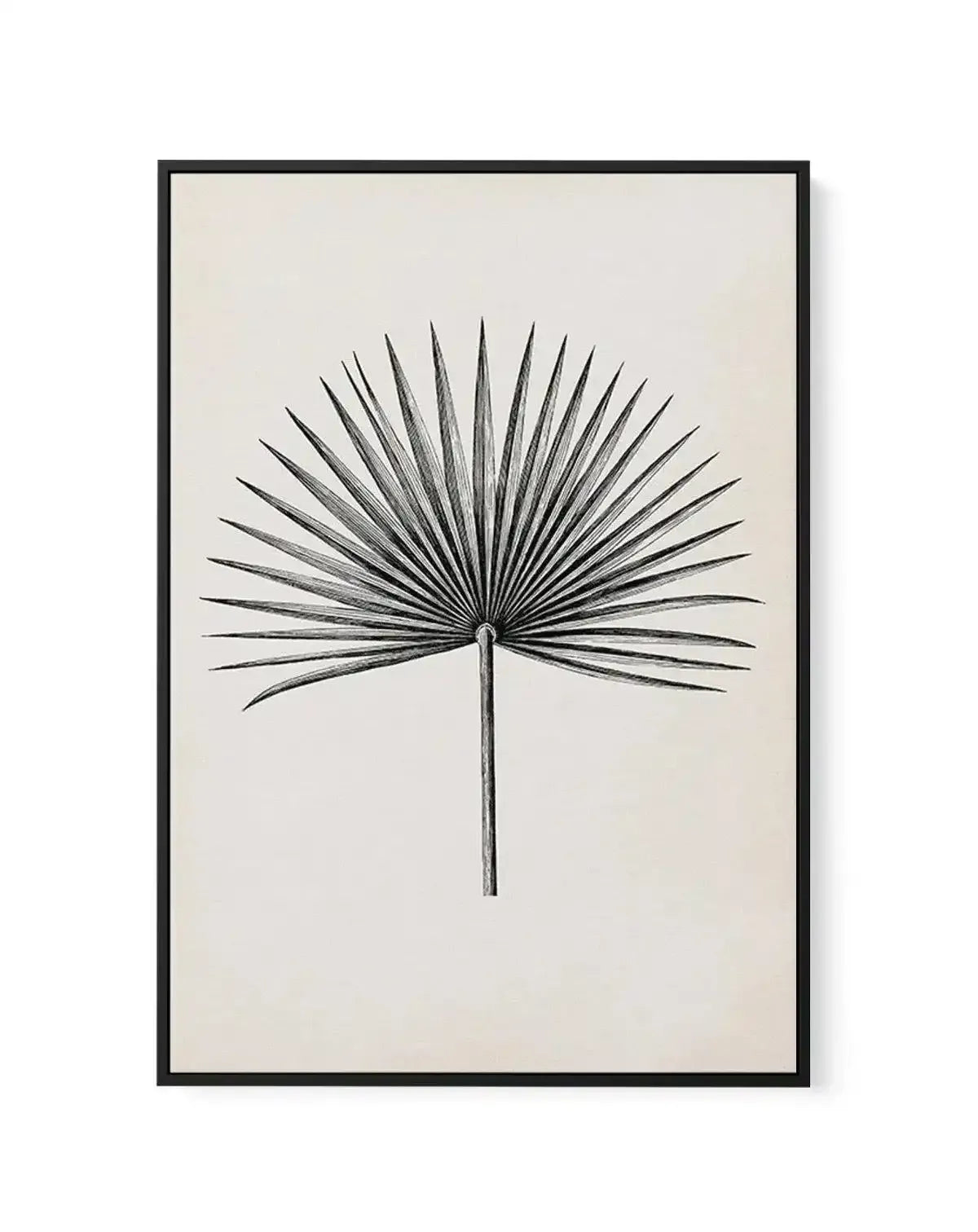 Fan Palm II | Framed Canvas-CANVAS-You can shop wall art online with Olive et Oriel for everything from abstract art to fun kids wall art. Our beautiful modern art prints and canvas art are available from large canvas prints to wall art paintings and our proudly Australian artwork collection offers only the highest quality framed large wall art and canvas art Australia - You can buy fashion photography prints or Hampton print posters and paintings on canvas from Olive et Oriel and have them deli