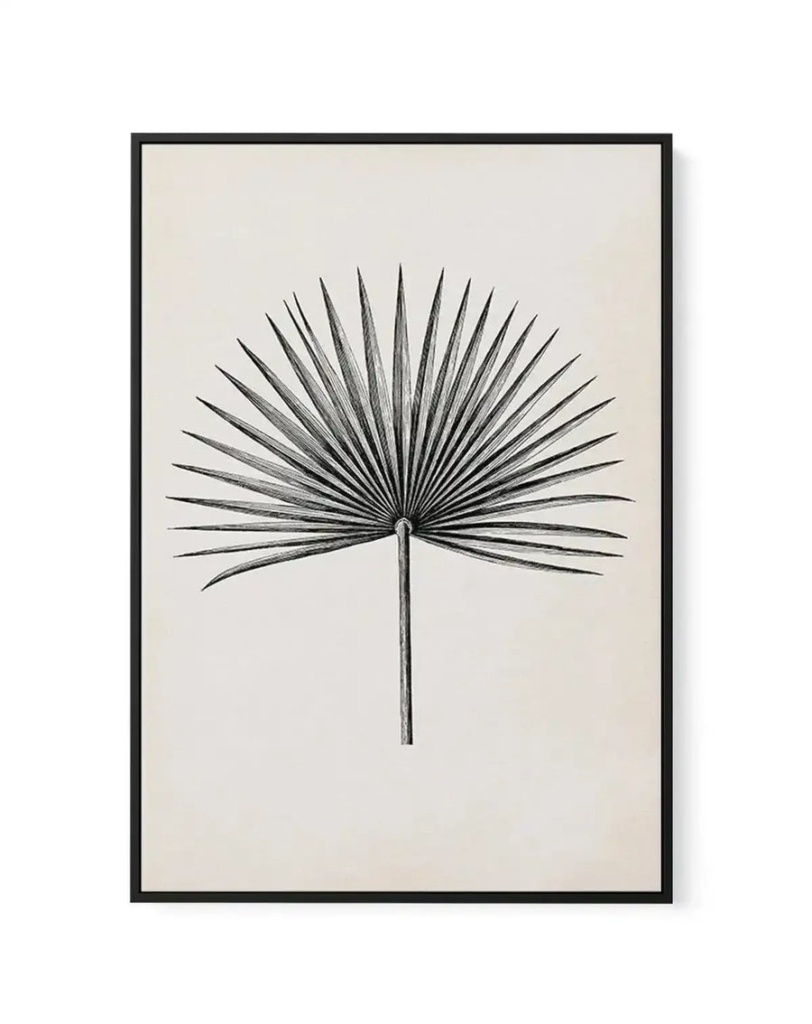 Fan Palm II | Framed Canvas-CANVAS-You can shop wall art online with Olive et Oriel for everything from abstract art to fun kids wall art. Our beautiful modern art prints and canvas art are available from large canvas prints to wall art paintings and our proudly Australian artwork collection offers only the highest quality framed large wall art and canvas art Australia - You can buy fashion photography prints or Hampton print posters and paintings on canvas from Olive et Oriel and have them deli