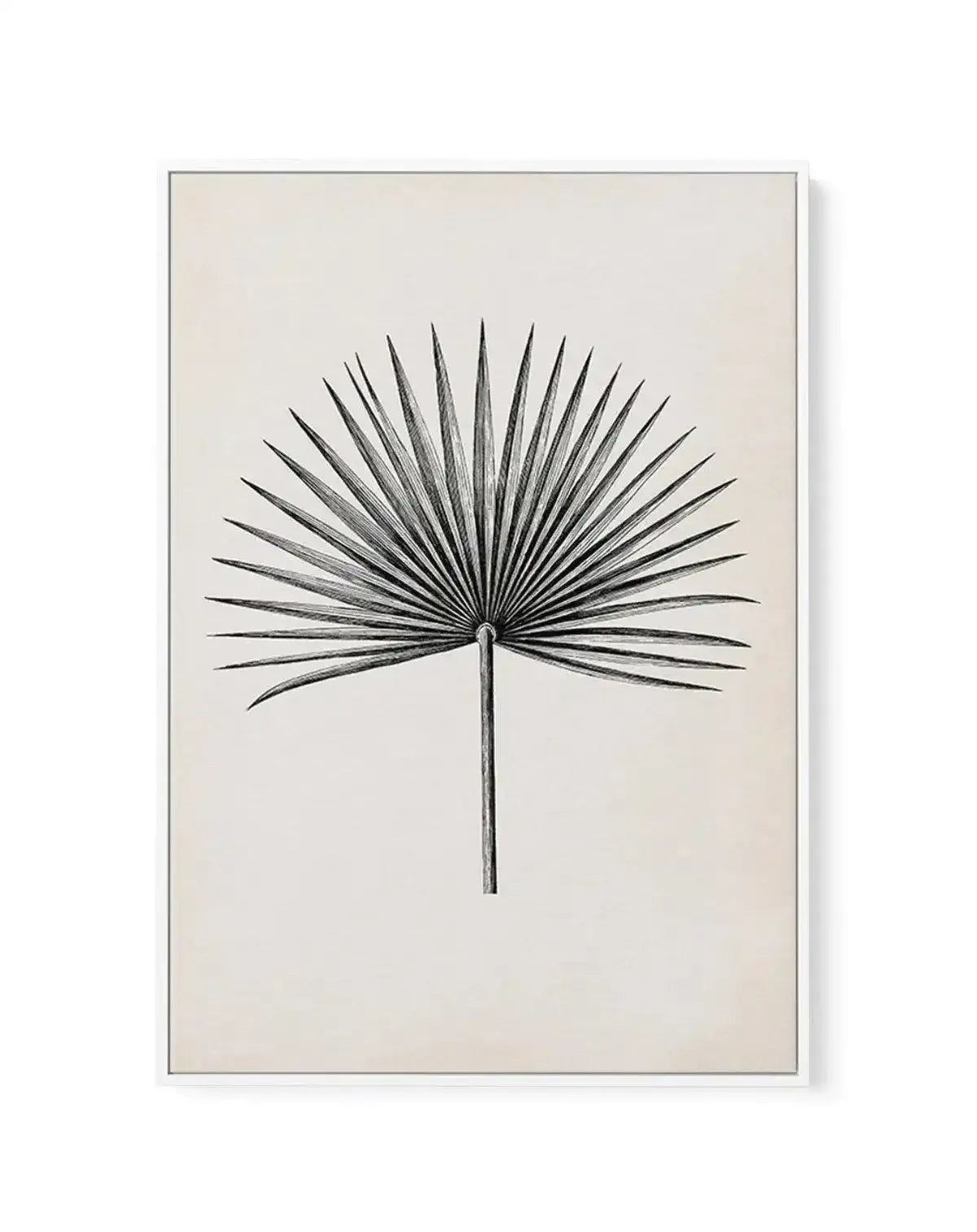 Fan Palm II | Framed Canvas-CANVAS-You can shop wall art online with Olive et Oriel for everything from abstract art to fun kids wall art. Our beautiful modern art prints and canvas art are available from large canvas prints to wall art paintings and our proudly Australian artwork collection offers only the highest quality framed large wall art and canvas art Australia - You can buy fashion photography prints or Hampton print posters and paintings on canvas from Olive et Oriel and have them deli